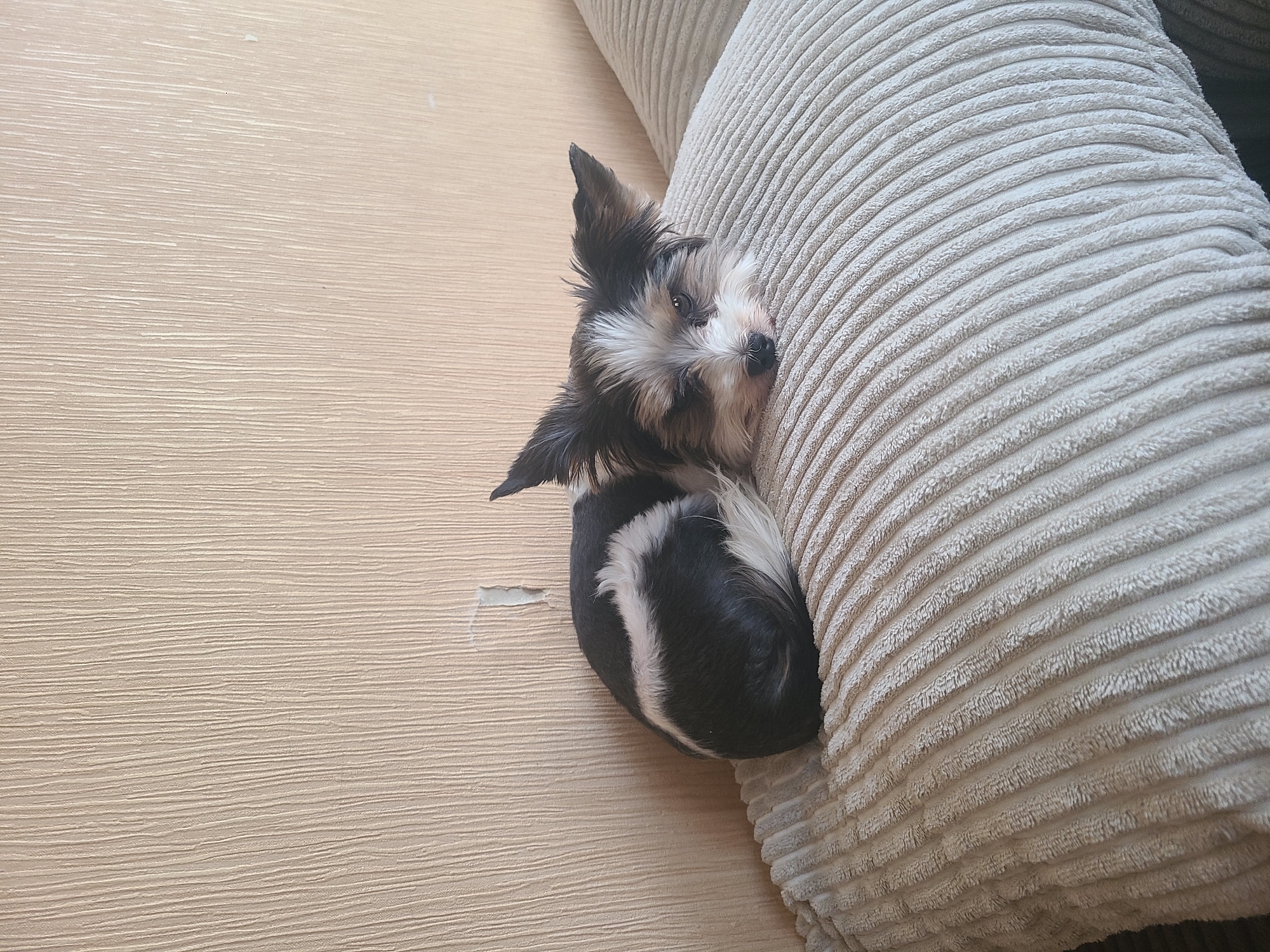 A small, tri-colored dog, possibly a Yorkshire Terrier mix, is curled up and resting its head on a textured, light-colored cushion. The dog's fur is black, white, and tan, with prominent, alert ears. It appears to be a domestic setting, with a textured, pale beige wall as the background, exhibiting some minor damage or peeling wallpaper in the upper left quadrant. The cushion is covered in a plush, ribbed fabric. The image is taken from a slightly elevated, eye-level perspective. The lighting suggests an indoor environment, possibly with natural light from a nearby source. There is no visible indication of the specific location within Volgograd, Russia; it is a generic indoor scene.