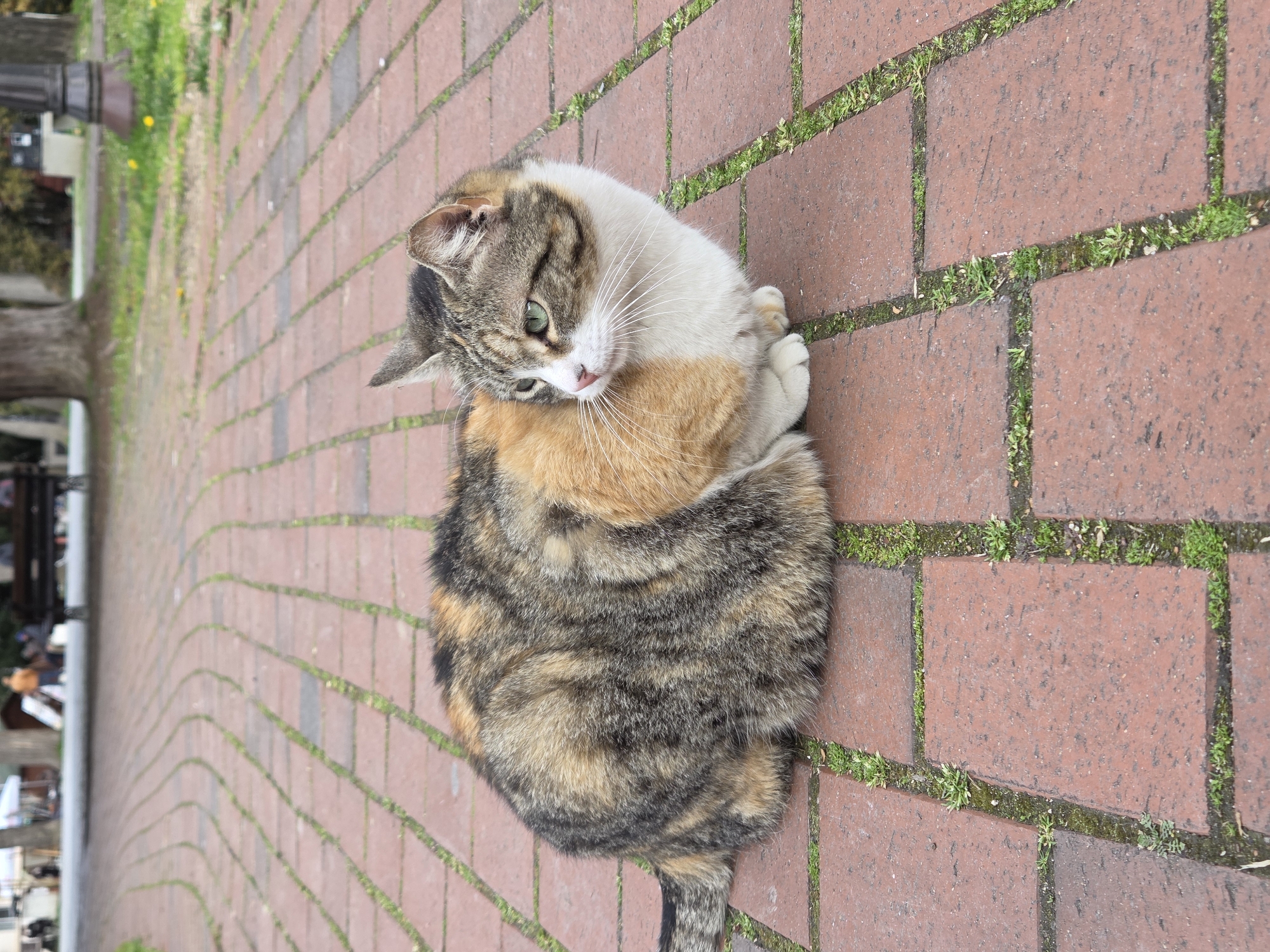 A calico cat with green eyes is sitting on a brick-paved surface, possibly a sidewalk, in an unknown location in Varna, Bulgaria. The bricks are red with green vegetation growing in the joints. The cat is curled up, with its front paws tucked under its body.