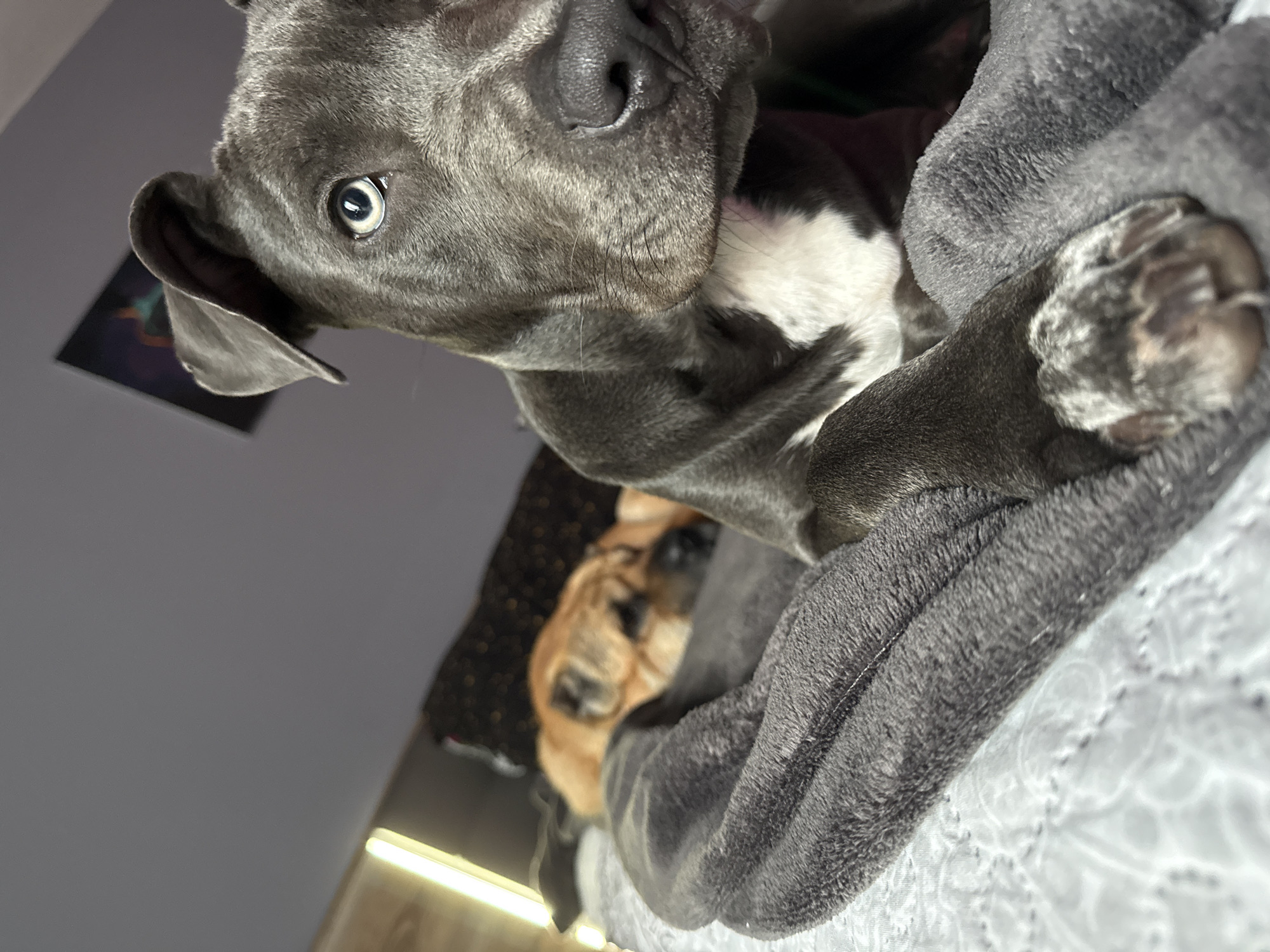 A gray and white American Bully dog is the main focus, lying on a gray blanket with white bedding beneath. Part of a second, tan-colored dog is also visible, obscured behind the gray dog and blanket. The scene is indoors, with a gray wall and a framed picture hanging on the wall. It is not possible to determine if the scene is in Varna, Bulgaria from the given information.