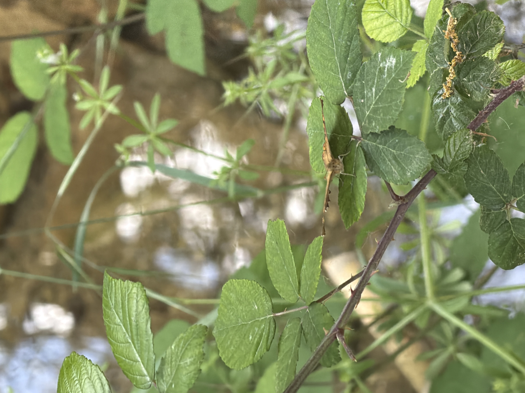 The image, likely taken in Sant Martí Sarroca, Spain, features a close-up view of flora, predominantly green foliage. A thorny bramble branch traverses the scene. A butterfly is perched on one of the leaves. The background is a blurred mix of vegetation and a body of water or stream.