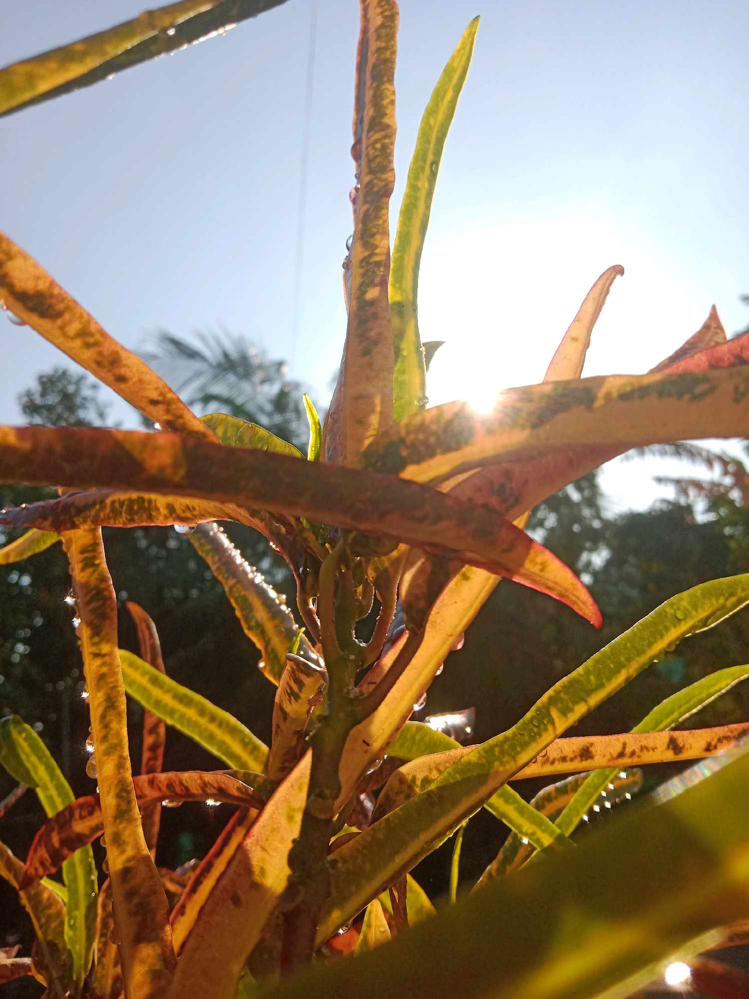 The image is a close-up, low-angle shot of a plant with variegated leaves that are green, yellow, and red. The leaves are wet with dew drops, which are sparkling in the sunlight. The sun is visible in the background, peeking through the leaves and creating lens flares. The sky is clear and blue. In the blurred background, trees and palm fronds can be seen, suggesting an outdoor setting in a tropical or subtropical location. The overall impression is one of a vibrant and healthy plant catching the morning light. The image has been identified as being located in Lemahkembar, Indonesia.