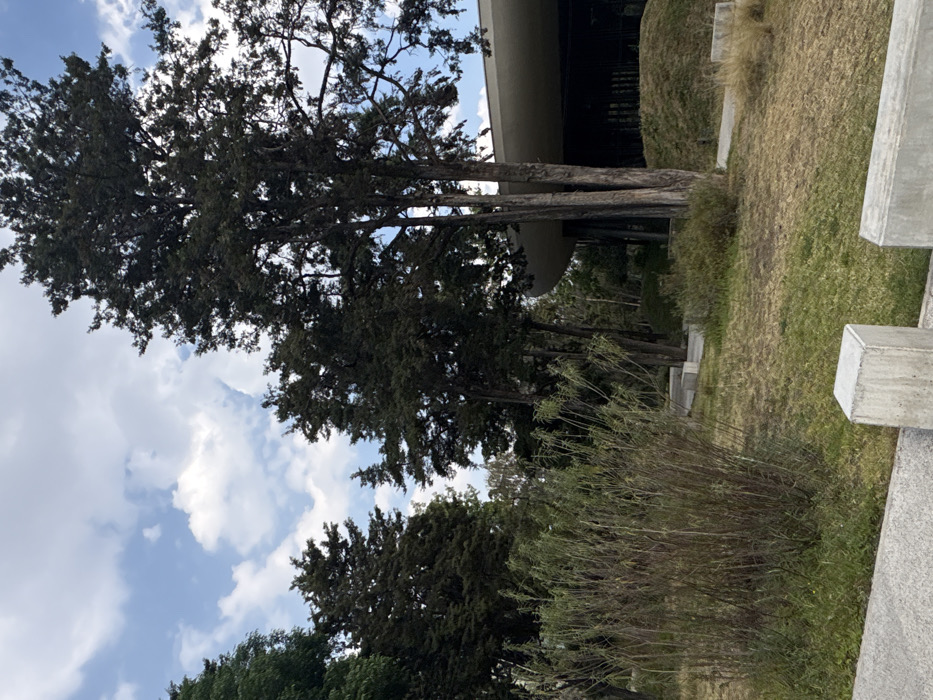 A landscape shows tall trees reaching into a cloudy sky. The trunks are slender and straight, with dense, dark green foliage. An architectural structure with a curved overhang is visible behind the trees. Grass and low-lying bushes fill the mid-ground. In the foreground, concrete structures form a border. The scene appears to be a park or garden setting next to a modern building.