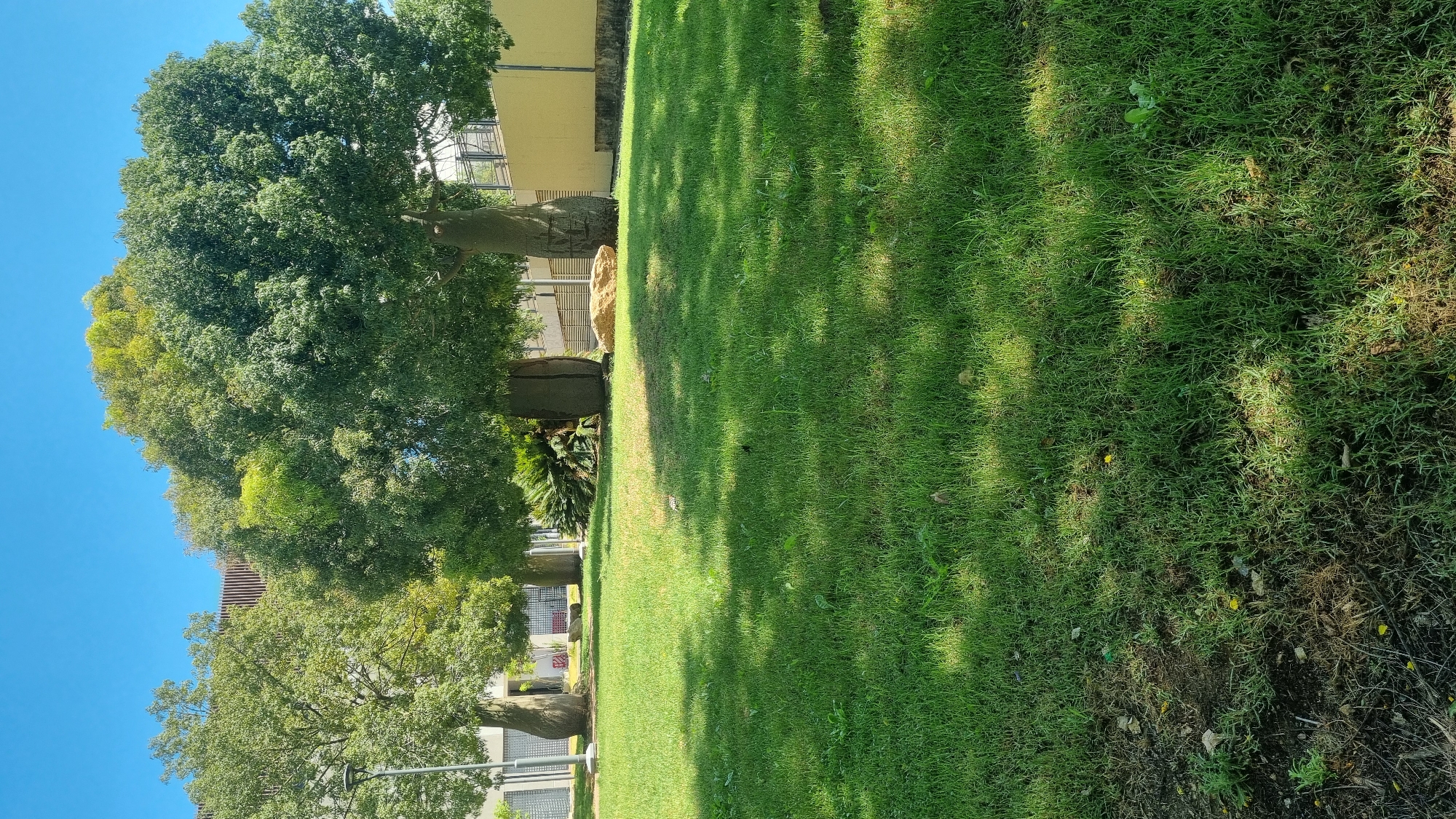 The image depicts an outdoor scene under a clear blue sky, likely during daylight hours. In the foreground, a lush green lawn covers the majority of the frame, with some areas showing dappled sunlight and shadows cast by trees. The lawn appears somewhat dry and patchy in the bottom left corner.
Behind the lawn, several large trees with thick, bulbous trunks are visible. These trees have dense green canopies. To the left, a street lamp stands near one of the trees. Further in the background, buildings with beige and white facades are present, suggesting an urban or park setting. A yellow wall is visible on the right side of the image.
The scene is devoid of any people or animals. The overall impression is one of a well-maintained, sunny outdoor area. The specific location in Tel Aviv, Israel, is not discernible from the visual elements alone, as the architectural styles and landscaping are not definitively unique to a specific part of the city without additional context.