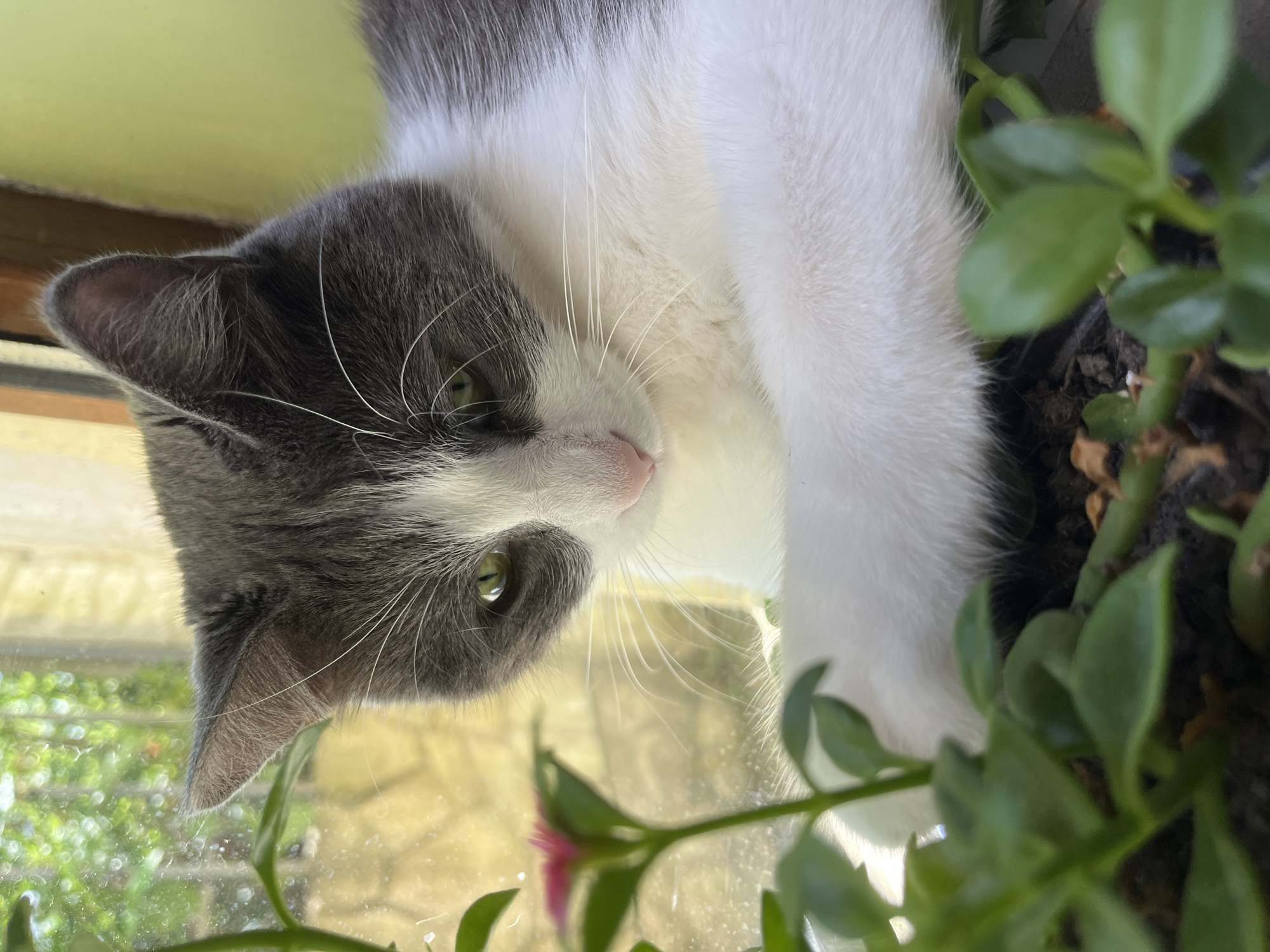 A gray and white cat with green eyes is perched near a potted plant with a pink flower, looking down. The scene is indoors, with a window in the background showing green foliage and diffused light. The cat is resting comfortably, with its paws extended towards the plant. The environment appears to be a home or similar setting. The image was taken in Ureki, Georgia.