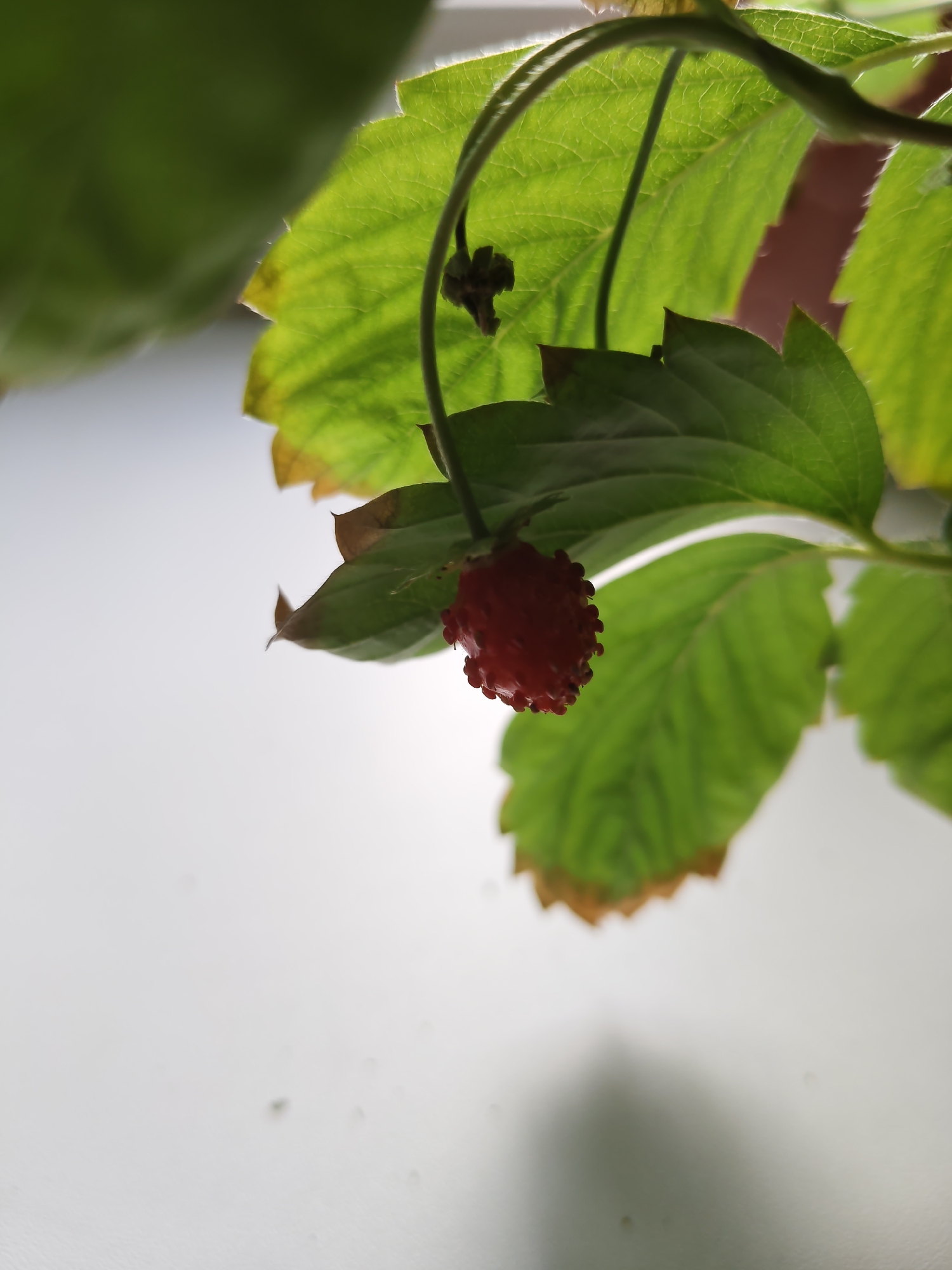 A single, small, red berry with visible seeds hangs from a vine. The berry is surrounded by green leaves, some of which show signs of browning at the edges. The background is a plain, white surface, possibly a wall or table, with a soft shadow cast by the plant. The lighting suggests an indoor environment, perhaps near a window, as indicated by the gentle illumination and the presence of diffused light. There are no people or other objects visible in the frame. There is no information in the image to suggest it is located in Cheboksary, Russia.
