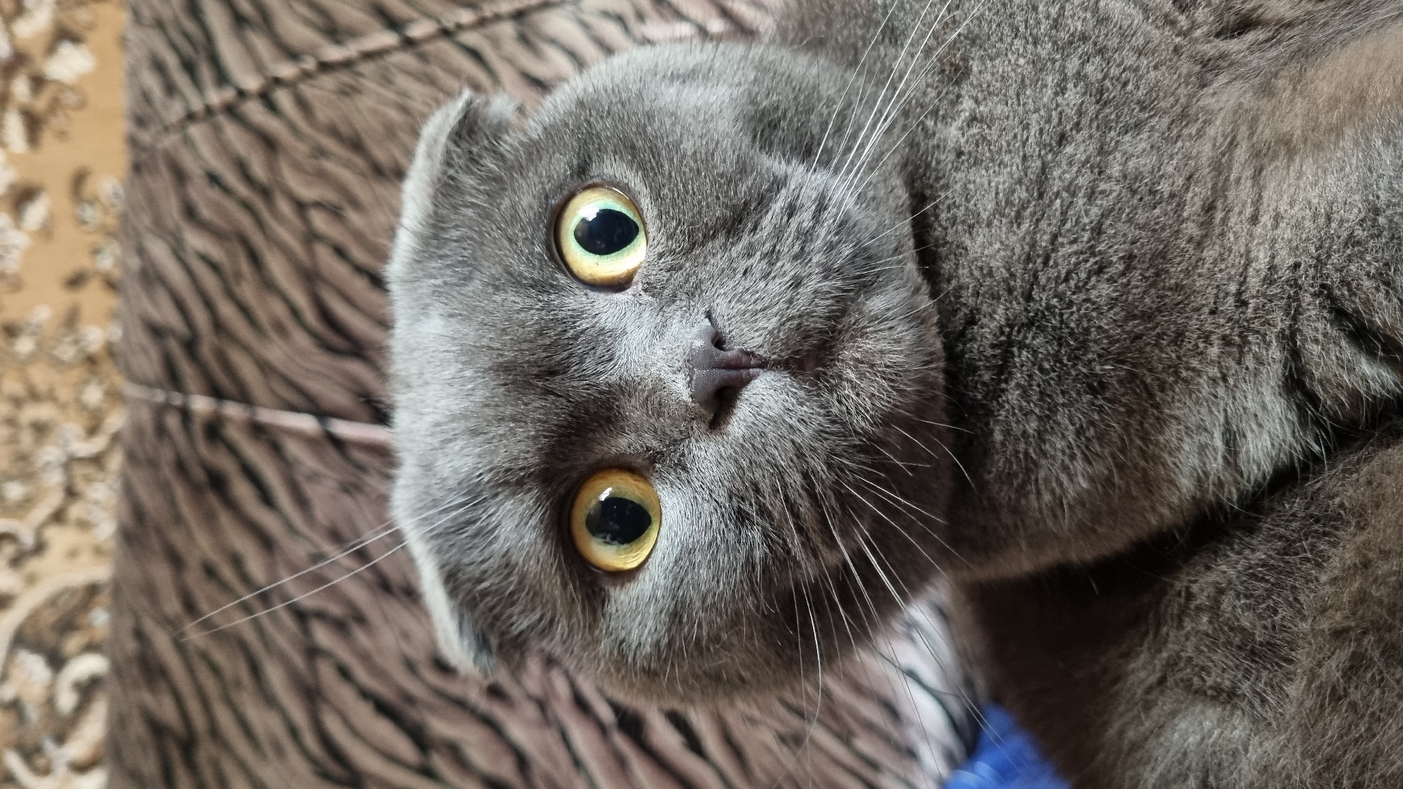A close-up, head-on shot of a grey Scottish Fold cat is captured. The cat's large, round, yellow eyes, dilated to nearly fill their irises, dominate the frame, conveying a sense of surprise or alertness. Its ears are folded forward, characteristic of the breed. The cat's fur is short and dense, with individual whiskers visible radiating from its muzzle and above its eyes. The background is out of focus, featuring a textured surface with a brown and black striped pattern, resembling upholstery or fabric. A hint of a blue object is visible on the left side of the image, partially obscured. The image appears to have been taken indoors, with soft lighting illuminating the cat's face. There is no information about the city of Vysokoe, Russia, in the provided image or its crops.