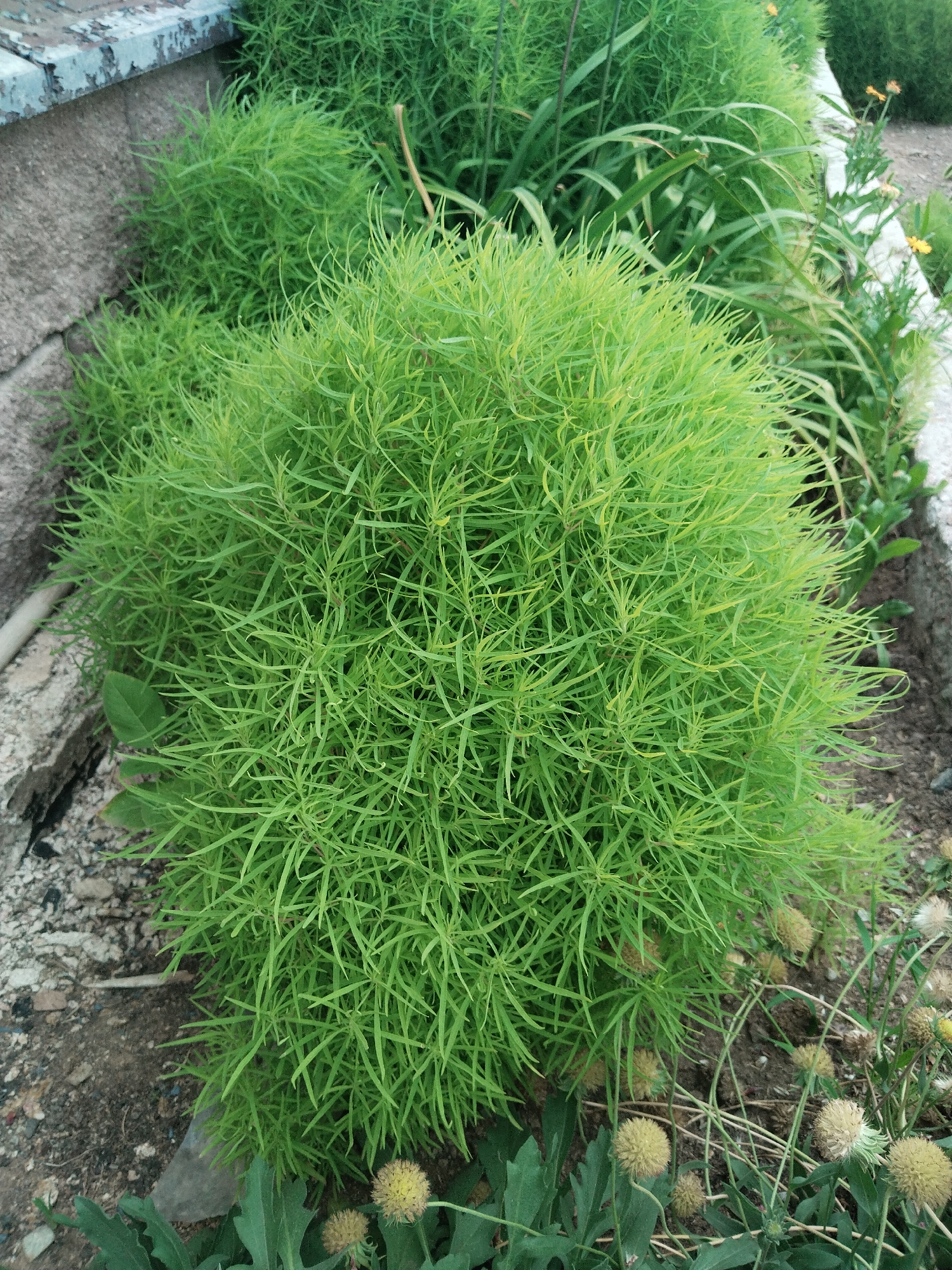 In the city of Balqaş, Kazakhstan, a close-up, eye-level shot captures a vibrant green, bushy plant with fine, feathery leaves. The plant is centrally located and takes up a significant portion of the frame, its dense foliage creating a soft, rounded shape. To the left, a rough, grey concrete structure with a weathered, chipped edge runs along the bottom of the frame, providing a stark contrast to the softness of the plant. The ground beneath and around the plant is composed of dark soil interspersed with small pebbles and some larger, greyish rocks. In the background, other greenery, including taller, grass-like plants and some with delicate yellow flowers, can be seen. The overall impression is of an outdoor urban garden setting in Balqaş.