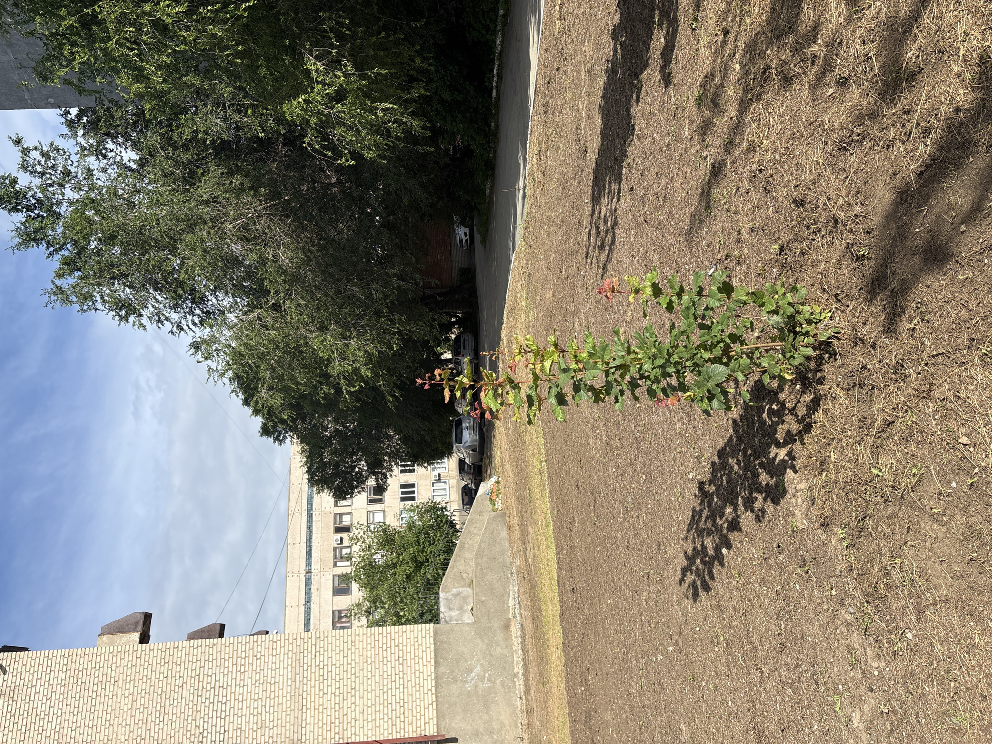 This is a vertically oriented, outdoor, eye-level shot of a residential area. The scene is dominated by a patchy lawn of dry grass and dirt, with a thin tree sapling growing in the foreground, its leaves and reddish-pink buds catching the light. A paved pathway runs diagonally through the scene, disappearing behind a large, dense tree with dark green foliage that shades a portion of the pathway and the lawn. In the background, a light-colored, multi-story apartment building with many windows is visible, along with a glimpse of a brick building in the lower left corner. Several parked cars are visible along the pathway near the apartment building. The sky above is a clear, pale blue with a few wispy clouds. The sunlight casts dappled shadows on the lawn and pathway, suggesting it is a sunny day, likely during daylight hours. There is no visible text in the image. The setting appears to be a typical urban or suburban environment in Orsk, Russia, characterized by apartment buildings, greenery, and common outdoor spaces.