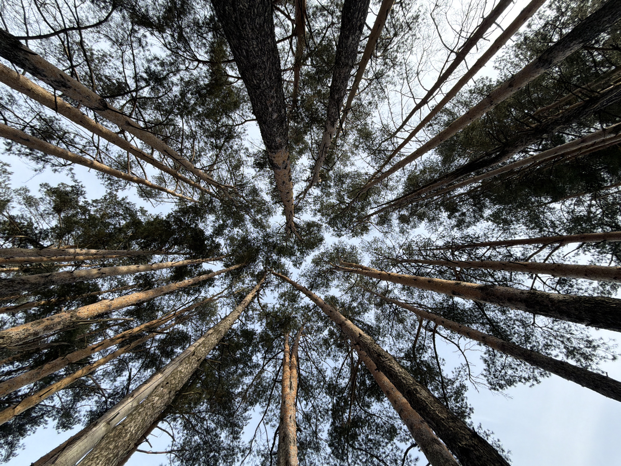 The image depicts a view looking upwards through a dense cluster of tall trees. The trees appear to be evergreen, likely pine trees, given the texture and color of their bark and the visible needles. The trunks of the trees are a mix of light brown and darker grey-brown tones. The perspective is a wide-angle view from directly beneath the trees, causing the trunks to converge towards the center of the frame and creating a sense of height and depth. The sky is visible in small patches between the branches and needles, appearing as a pale, overcast grey-white. The branches are complex and dense, with many small twigs and needles. The overall impression is of a forest setting, with a focus on the canopy. The exact location in the city of Chaikovsky, Russia cannot be determined from the image alone.