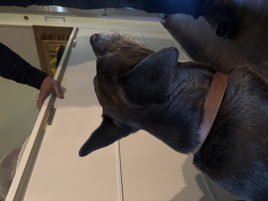 The scene is an indoor domestic environment, likely a kitchen, situated in the city of New York, United States of America. In the foreground, a dark-coated dog, wearing a brown leather collar, is positioned from its rear-left quarter, facing upwards and to the right. Its ears are partially erect, and its muzzle exhibits graying fur. A human is partially visible to the right, showing their right arm, hand, and lower extremities. The human's right hand rests on a white cabinet surface, which features a metal recessed handle. A metal mesh object is present on the cabinet. In the background, a wooden shelf holds a dark bowl containing several yellow, possibly fruit, items. The human is wearing dark trousers and dark slip-on footwear. The floor is dark wood. The dog's posture suggests focused attention upwards, towards the human or the counter surface.