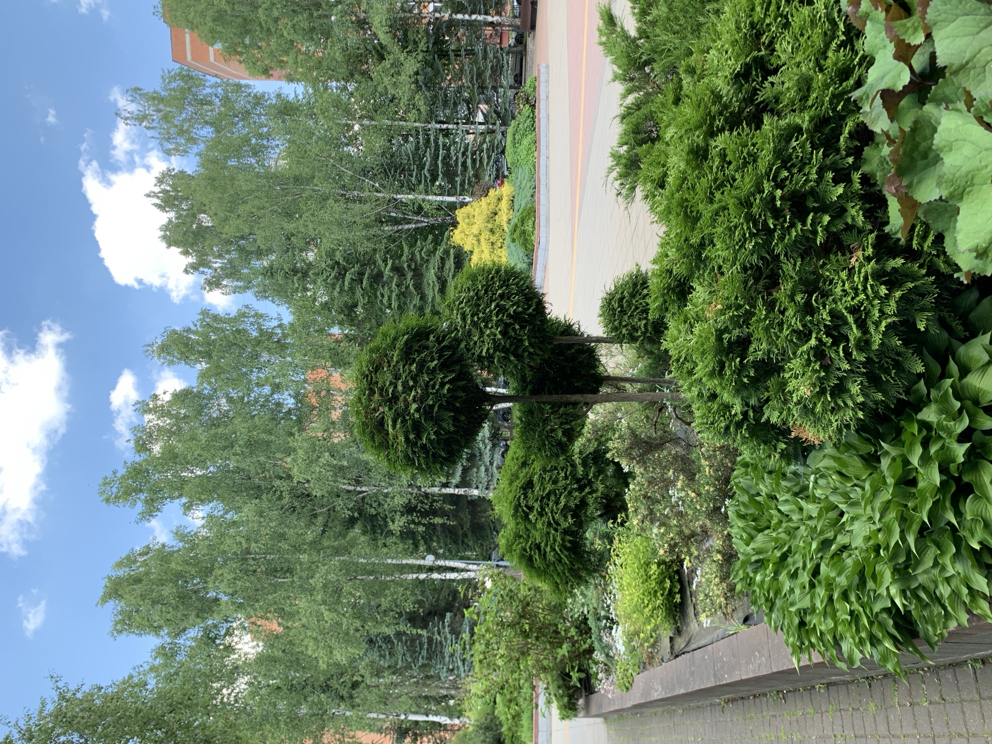 The image depicts a well-maintained urban green space in Minsk, Belarus. The foreground features a variety of lush, green shrubbery, including large hosta plants with broad, textured leaves and dense evergreen bushes. A raised planter bed, constructed from brick, separates the planted area from a paved walkway made of brick pavers. Behind the foreground planting, several trees are visible, including slender birch trees with white bark and darker evergreen trees. Further in the background, a raised, circular flower bed is planted with bright yellow and green foliage, creating a striking contrast. The scene is framed by apartment buildings with red brick facades. The sky above is a clear blue with scattered white clouds. No people are present in the image. The overall impression is one of an organized and aesthetically pleasing urban landscape.
