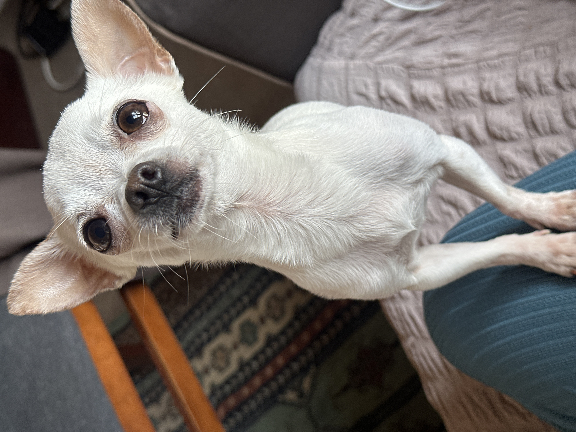 A white, short-haired Chihuahua dog is the primary subject, looking up at the camera with brown eyes. The dog is standing or sitting partially on a person's lap, which is covered with blue fabric. A textured light brown pillow sits behind the dog. A wooden chair leg is visible on the left, with a patterned rug underneath. The background is slightly out of focus, and the location (Skala, Bulgaria) is not discernible from the image.