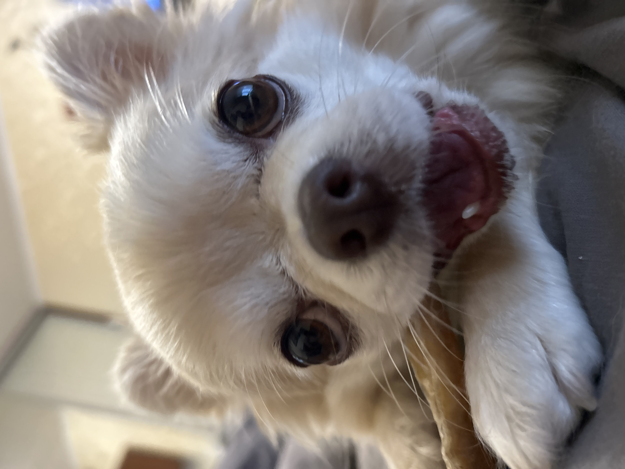 A close-up, eye-level shot shows a small, light-colored dog, possibly a Chihuahua mix, with long fur. The dog's head is tilted slightly upwards and to the left, with its mouth open and tongue visible. It appears to be chewing on a light-colored, bone-shaped object. The dog's eyes are large and dark brown. The background is blurred, but appears to be an indoor setting with neutral-colored bedding or furniture. The image does not contain any identifiable landmarks or details that would suggest a specific location within the city of Moskovskiy, Russia.