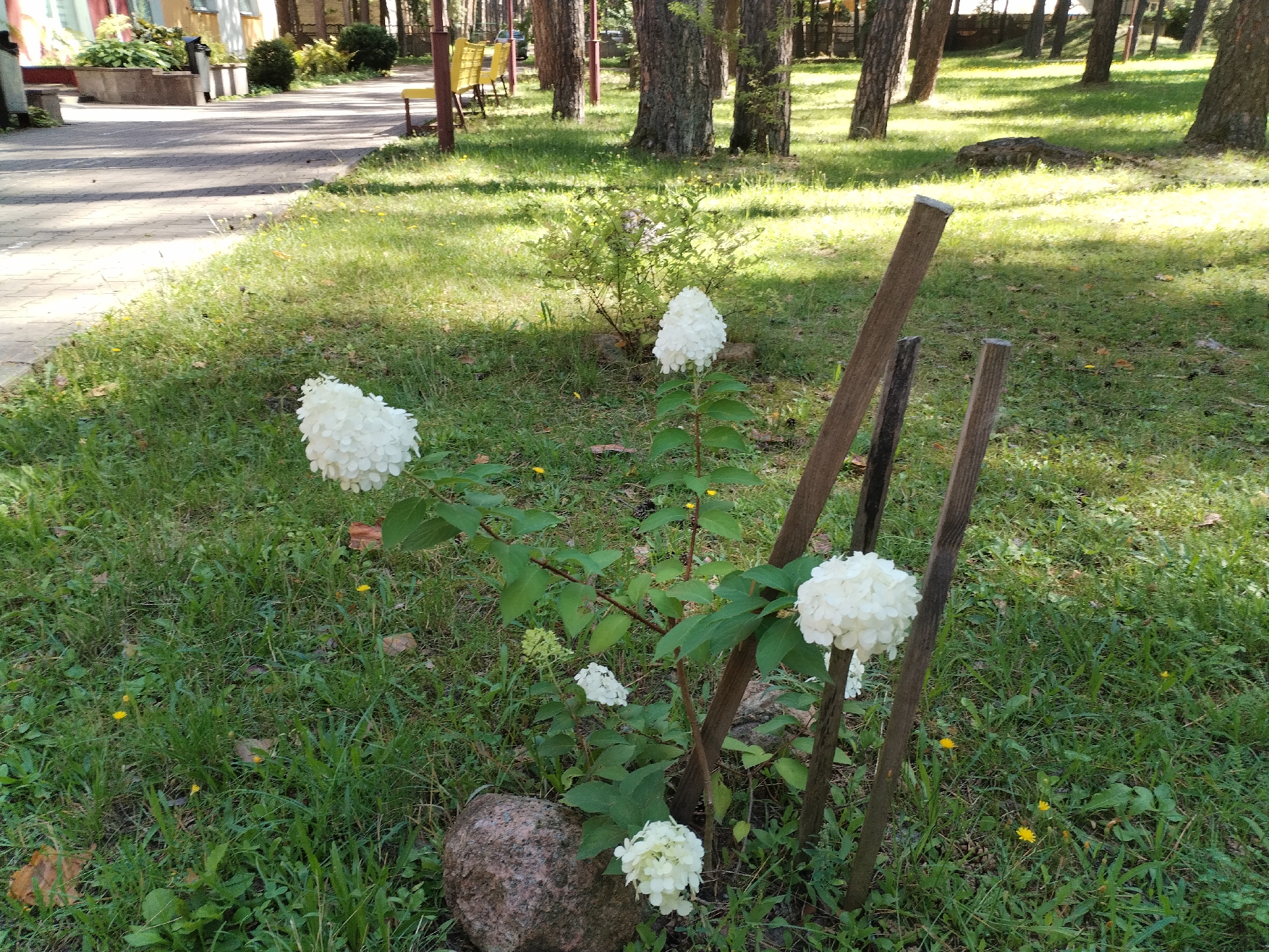 The image depicts an outdoor scene with a focus on a white hydrangea plant in the foreground. The plant has several large, white flower clusters and is situated amidst green grass, with a large greyish-brown rock to its left. Two wooden stakes are driven into the ground behind the hydrangea, partially supporting it. In the background, a paved walkway is visible, bordered by grass and trees. Yellow benches are placed along the walkway, and a building with light-colored walls and some greenery in front of it can be seen further in the distance. The overall environment suggests a park or public garden setting. The scene is captured in daylight, with shadows indicating sunlight. There are no people or animals visible in the image.