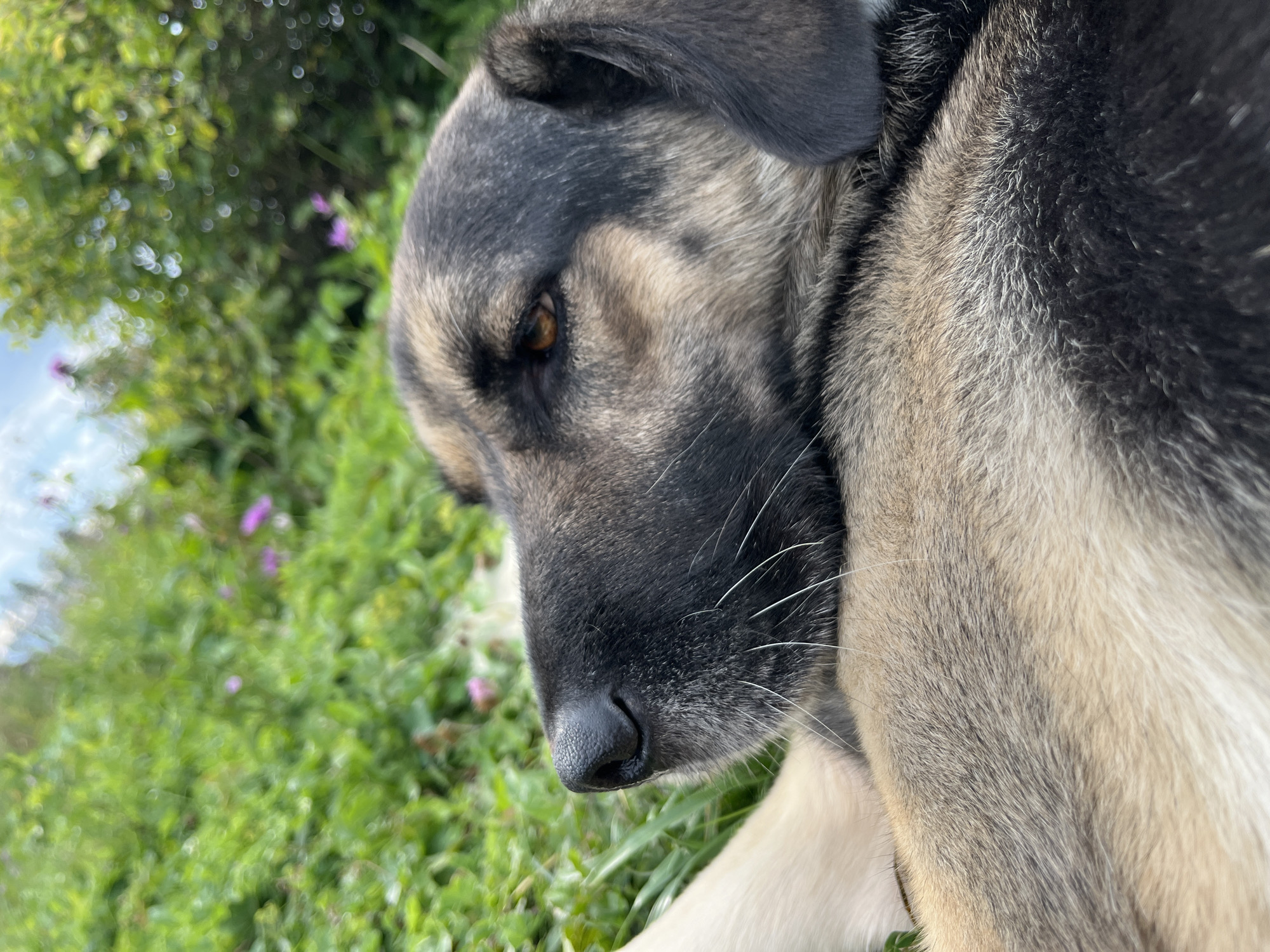 A close-up, eye-level shot shows a dog lying down in a grassy area. The dog's head is turned to the left, with its eyes partially closed. Its fur is a mix of black, brown, and tan. The background is a blur of green foliage with a few small purple flowers visible. The sky is partially visible in the upper right corner. The dog appears relaxed and comfortable. The location of this scene is unknown.