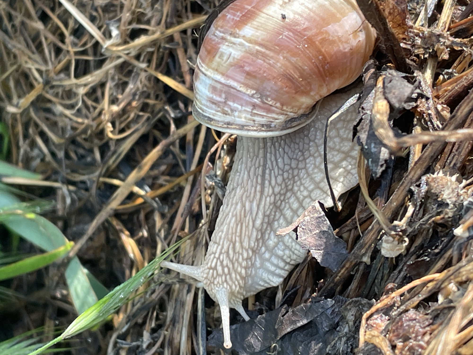A snail with a light brown and white shell is prominently featured in a close-up shot, navigating through dried grass and leaves. A single blade of green grass is visible on the left side of the frame. The location is inferred to be Makariopolsko, Bulgaria. The scene focuses on the snail's interaction with its immediate environment.