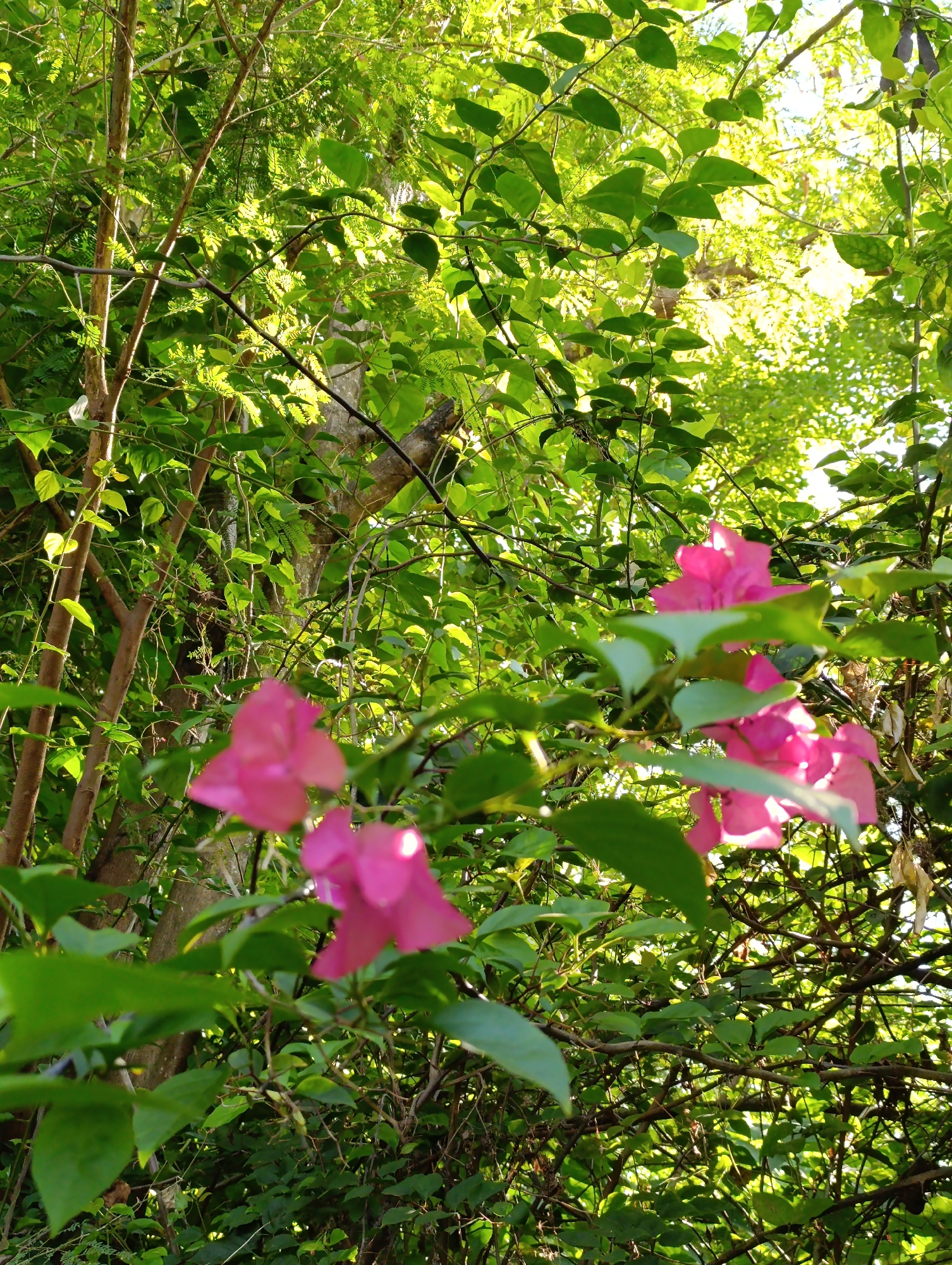 In an outdoor, natural setting, a low-angle shot focuses on lush green foliage with hints of sunlight filtering through. In the foreground, several bright pink bougainvillea flowers are visible, some in sharp focus and others blurred. The flowers appear to be part of a dense shrub or vine, with thin, woody stems and numerous green leaves. The background is dominated by more greenery, with tree trunks and branches suggesting a wooded or overgrown area. The lighting indicates it is daytime, with dappled sunlight creating bright highlights and shadows throughout the scene. There are no people or identifiable man-made structures in the image.