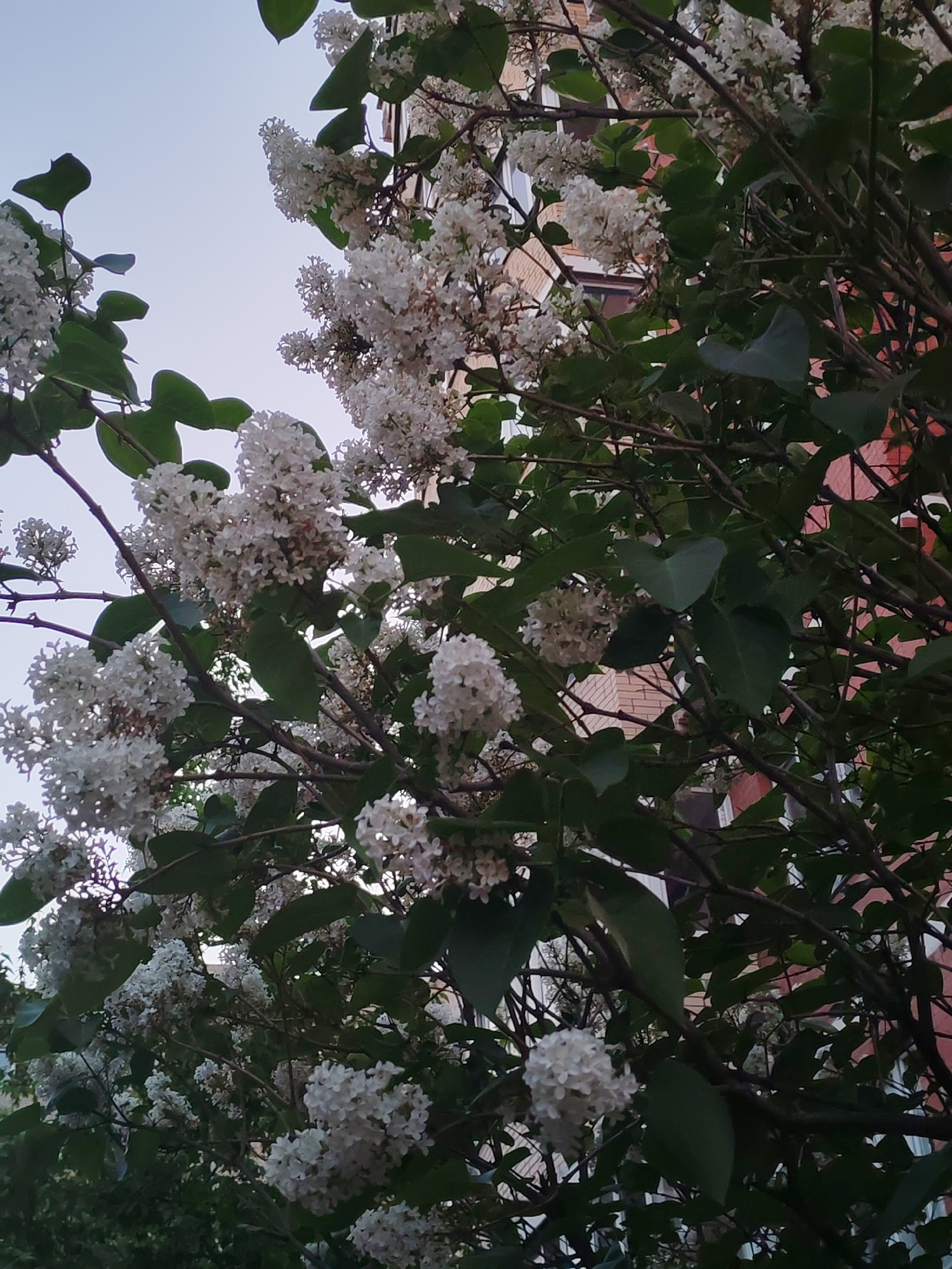 The image depicts white lilac blossoms with green leaves, appearing to be from a lilac bush or tree. In the background, a brick building is partially visible. The sky is light blue. Based on the prompt, the location is Podolsk, Russia.
