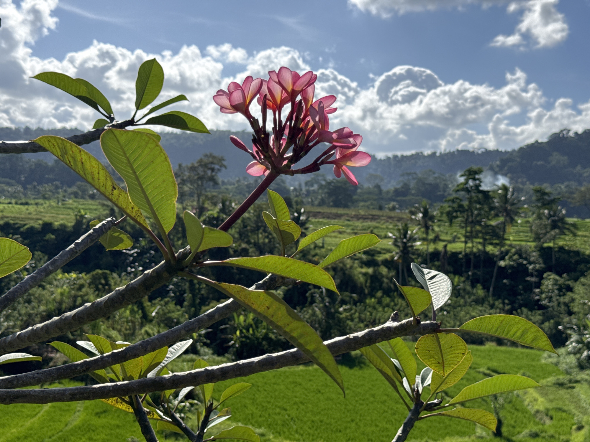 In Sidemen, Indonesia, a cluster of pink Plumeria flowers is in bloom, set against a backdrop of lush green rice terraces and rolling hills. The flowers, with their delicate petals tinged with yellow at the center, are the primary subject in the foreground, appearing to be part of a branch that extends from the lower left of the frame. Several green leaves, some with a slight yellowing, are also visible on the branch. The background reveals the verdant landscape characteristic of Sidemen, with terraced rice paddies forming a vibrant green carpet. In the distance, the undulating hills are covered with a dense forest, and the sky above is a bright blue, dotted with fluffy white clouds. The lighting suggests it is daytime, with sunlight illuminating the scene and casting shadows, highlighting the textures of the leaves and flowers. There are no people visible in the image, and the scene is one of natural beauty and tranquility.