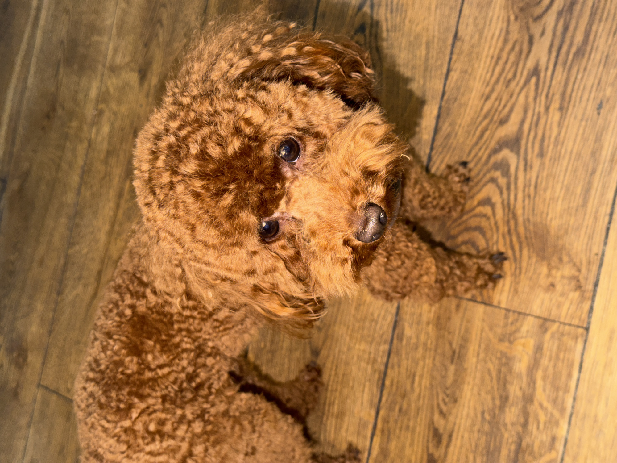 A brown poodle lies on a wooden floor. The dog is facing up and looking at the camera. The location of the image is not possible to be determined.