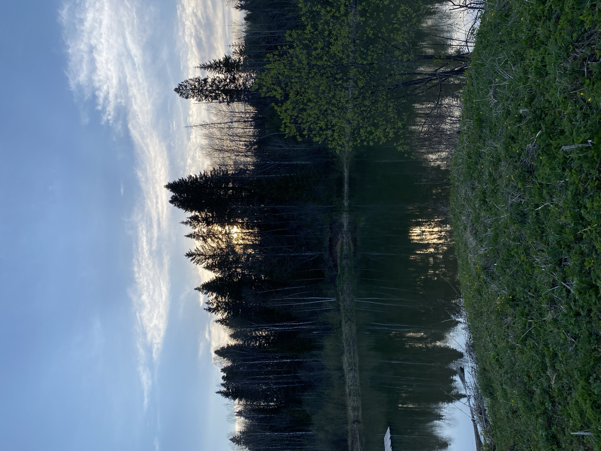 The image shows a serene scene in Баклуши, Russia. A body of water, likely a lake or pond, reflects the sky, trees, and the sun setting. The left side of the frame features a clear, blue sky with wispy clouds. Dense, dark forest line the edge of the water, with taller trees. The water's surface is mostly calm, creating reflections of the forest and sky. The right side of the image shows a grassy area, with vegetation that appears wild and unkempt. There are no people visible in the shot.