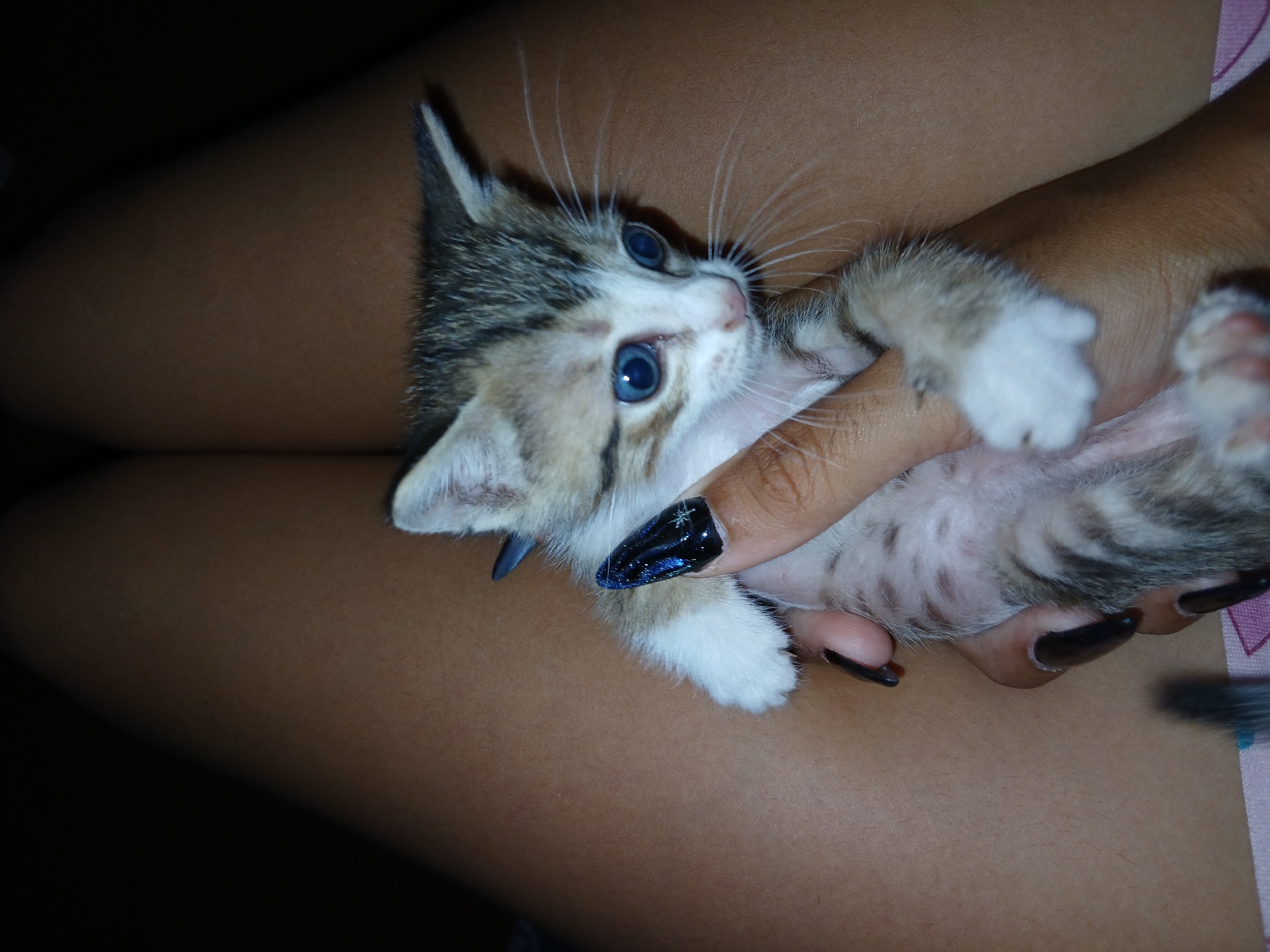 A person is holding a small kitten in their hand. The kitten is mostly white with brown and grey tabby markings. It has bright blue eyes and white paws. The person's hand is visible, showing dark nail polish on the fingernails. The person is sitting down, as part of their thighs are visible. The background is dark. The location is not evident in the image, and therefore, not possible to verify from the city of Altagracia, Venezuela.