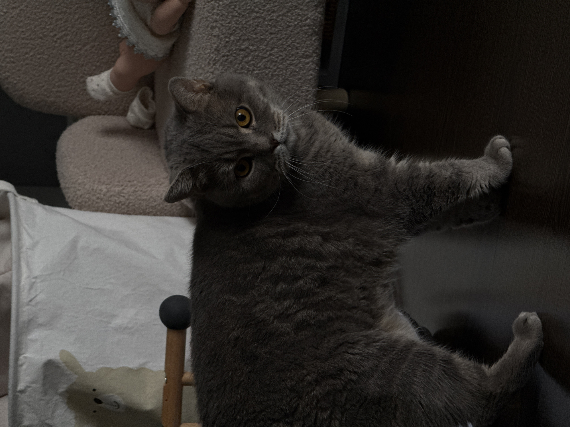 A gray British shorthair cat with golden eyes is positioned in front of a dark wooden wall. The cat is tilting its head and looking at the camera. Its front paw is resting against the wall. Adjacent to the cat, a baby walker and a stuffed animal are present. The location is implied, from the user description, to be Vladimir, Russia.