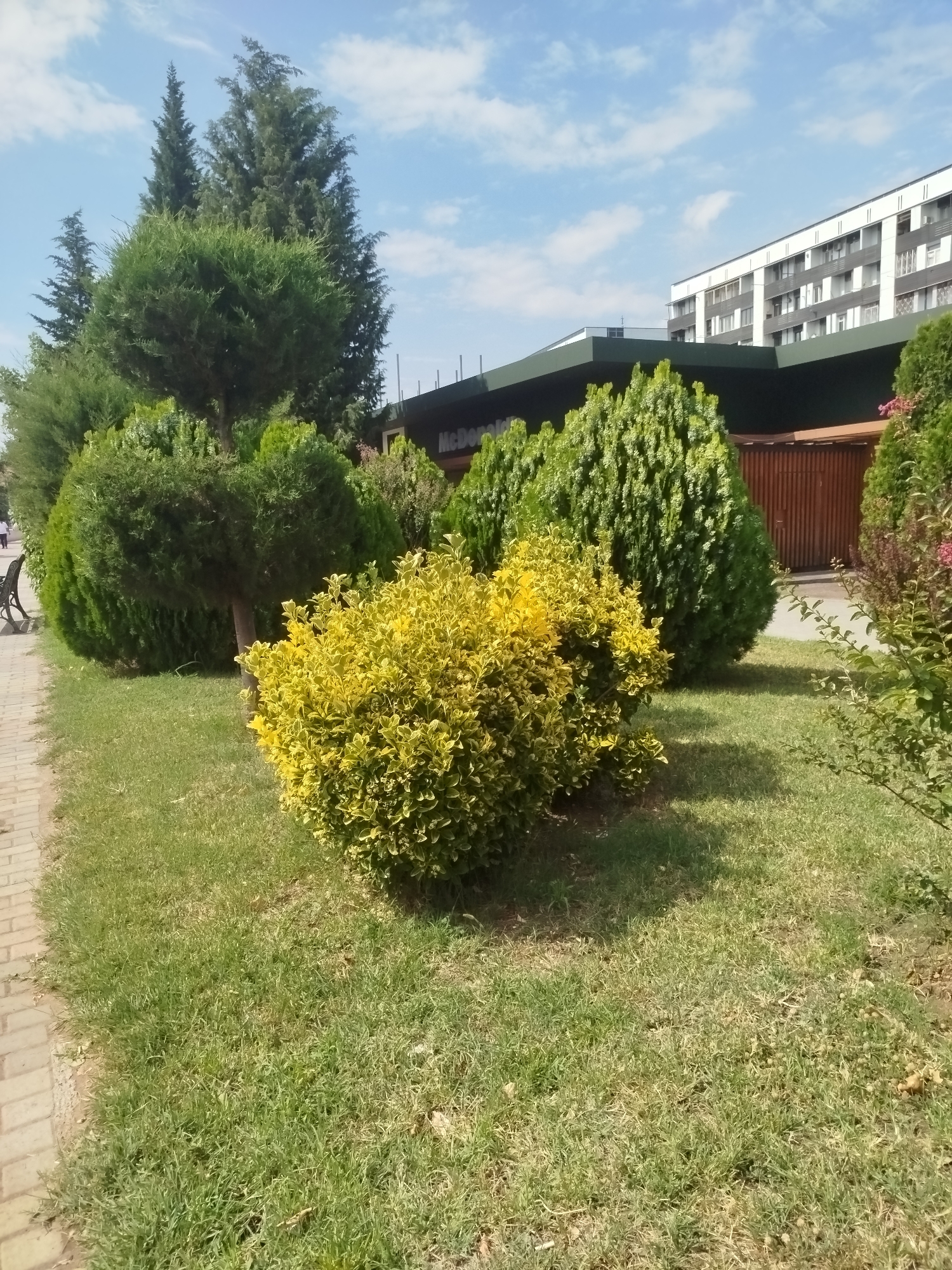 The image shows a view of a McDonald's restaurant in Rustavi, Georgia, on a sunny day. The restaurant has a dark green awning with a partially visible "McD" logo on it. In front of the restaurant are several manicured green bushes and trees, including a vibrant yellow-leafed shrub in the foreground. To the left, a paved walkway with brick edging is visible, with a park bench and a person walking in the distance. Behind the McDonald's, a modern, multi-story building with a white facade and numerous windows is visible. The sky is blue with scattered white clouds. The grass in front of the bushes is green but somewhat sparse in places.