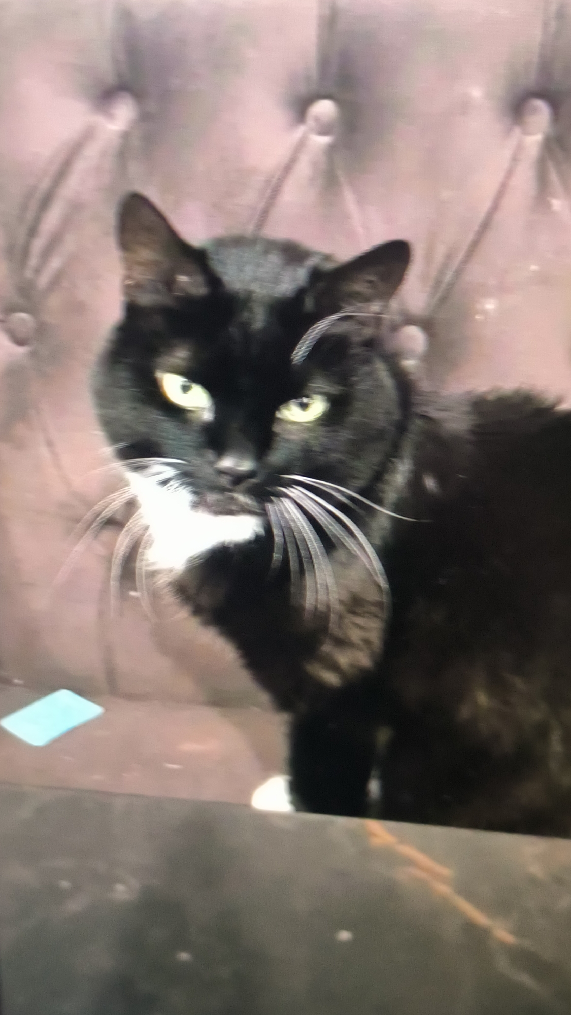 A black cat with green eyes and white markings on its chest is looking directly at the camera. The cat is seated on a tufted brown couch. The background is a tufted brown sofa with visible buttons. The lighting suggests it is daytime, and there are no visible weather cues. There is a small blue rectangular object on the left side of the image near the bottom. The cat appears alert and attentive. No text is visible in the image. The location context is Kovrov, Russia.