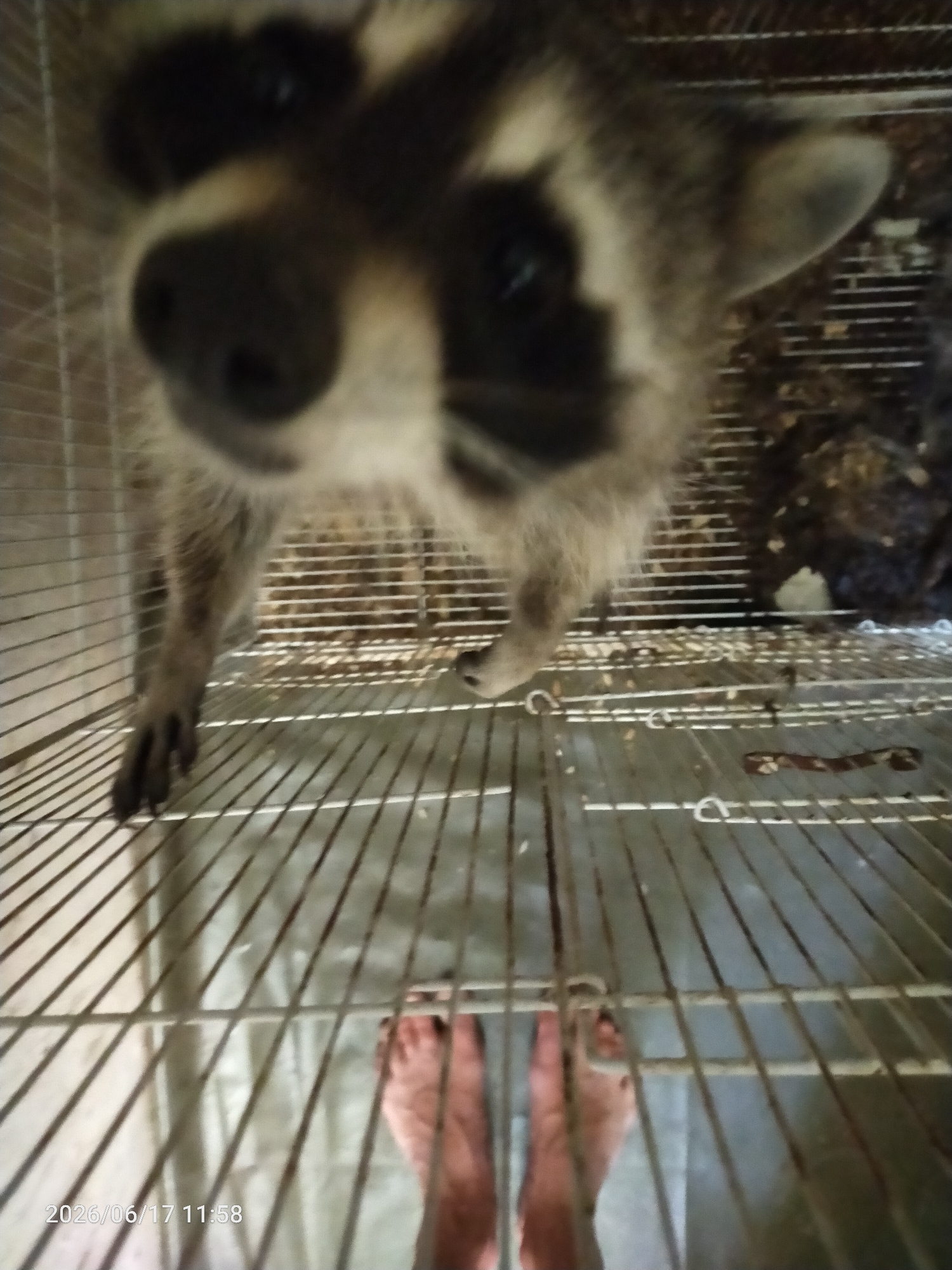 In an indoor setting, possibly a cage, a raccoon is visible, its face filling the upper portion of the frame. The raccoon's eyes are dark, and its nose is prominent and black. Its fur is a mix of gray and black markings. In the lower half of the image, two bare feet are visible, positioned on a metallic grate. The lighting in the scene appears to be artificial, casting shadows and highlighting the textures of the cage and the raccoon's fur. The background is obscured, but some debris or organic matter is present in the upper right corner. A timestamp in the lower left corner reads "2026/06/17 11:58."