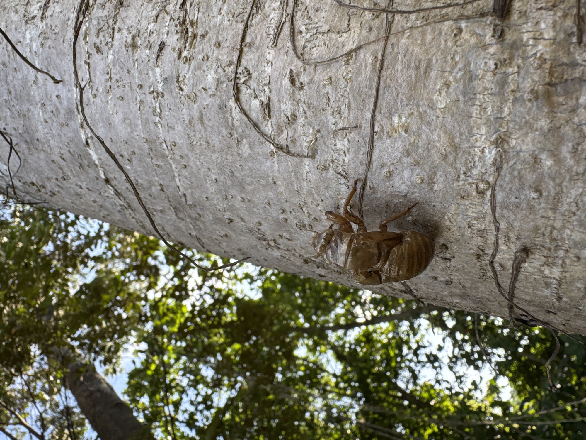 A low-angle shot depicts a cicada exoskeleton affixed to the trunk of a tree in Kediri, Indonesia. The exoskeleton is tan in color and located on the upper right section of the trunk. The tree bark is light gray, textured with crevices and punctuated by small holes. Several thin, brown aerial roots are entwined around the trunk. The backdrop is an out-of-focus canopy of green trees against a partly cloudy sky. The image suggests a natural setting within the city.