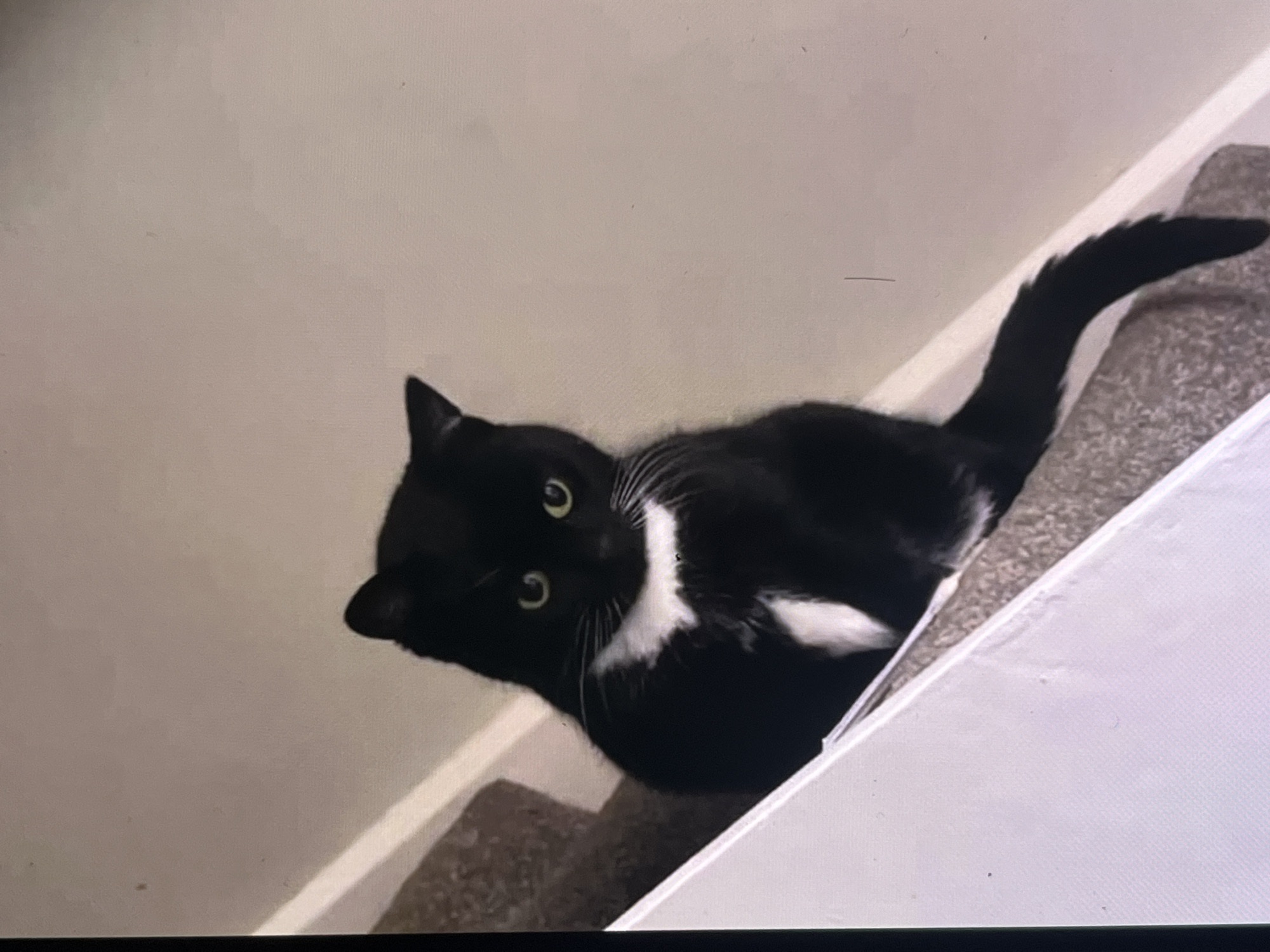 A black and white tuxedo cat is the central subject of the image, captured on a carpeted staircase. The cat is predominantly black with distinct white markings on its chest, chin, and front paws, and a few white whiskers. Its large, bright green or yellow eyes are wide open and looking directly up towards the camera, conveying a sense of curiosity or alertness. The cat's body is positioned as if it's either climbing or descending the stairs, with its tail slightly raised and curled upwards.
The setting is indoors, indicated by the staircase and a plain, light-colored wall (likely off-white or light gray) that fills the upper left portion of the frame. The stairs are covered with a textured, light brown or gray carpet. A sharp white edge, possibly a banister or the riser of a step, runs diagonally across the lower right portion of the image.
The photograph is taken from a high angle, looking down at the cat, and the entire image appears slightly rotated counter-clockwise. The lighting is sufficient to clearly illuminate the cat and its surroundings, with some subtle shadows on the carpet. No text is visible in the image.