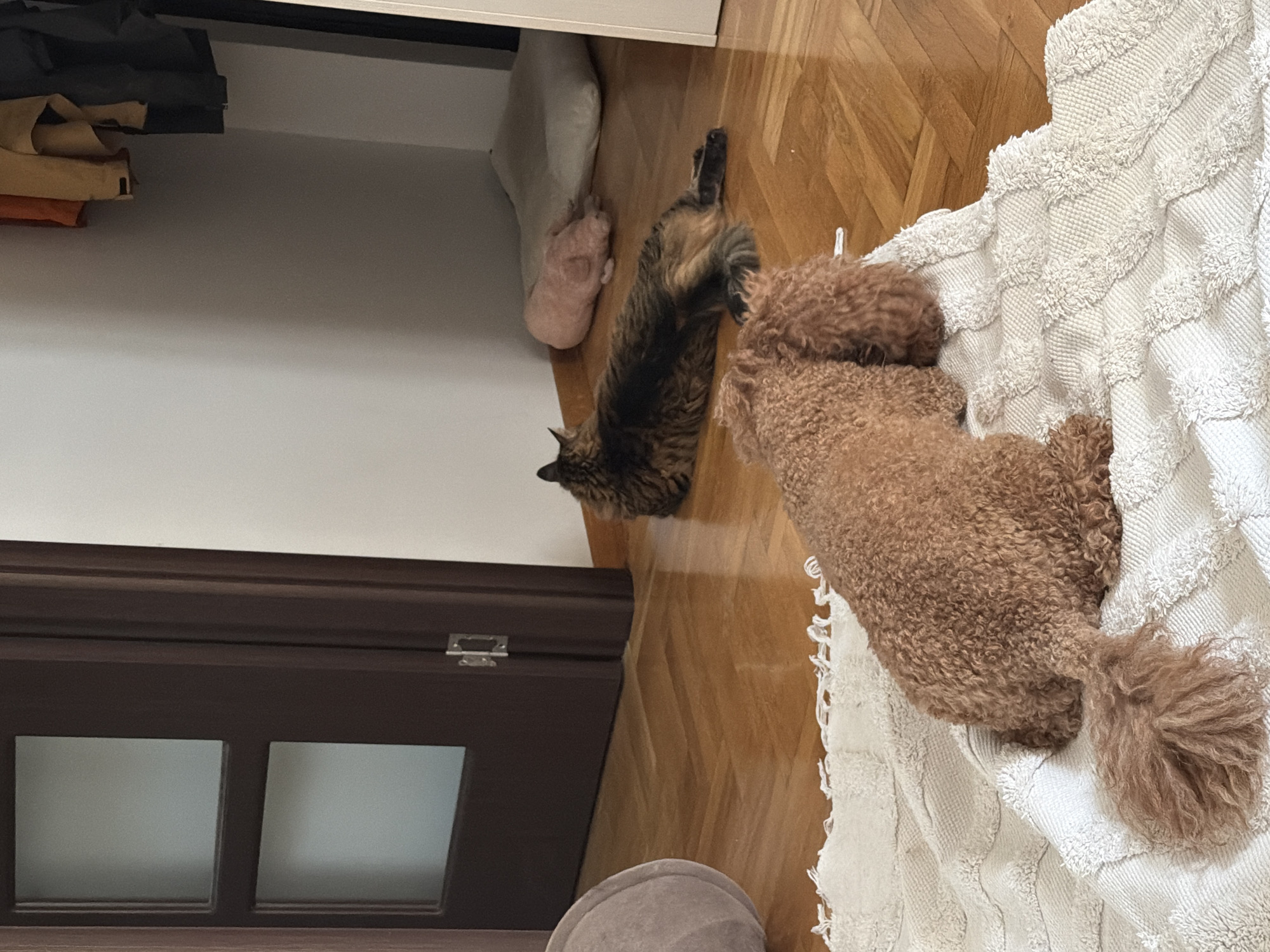 The scene depicts an interior room in Boreti, Montenegro, featuring two animals at rest. In the foreground, a brown, curly-haired dog lies on a white, textured rug with a geometric pattern, facing away from the viewer. Behind the dog, in the mid-ground, a long-haired tabby cat is lying on a parquet floor, facing towards a white wall. The room features light-colored parquet flooring arranged in a herringbone pattern. A dark brown door with two frosted glass panels is partially visible on the left side of the frame. In the background, against the right wall, a light-colored pet bed is present next to a pink, pig-shaped plush item. To the far right, hanging garments, including an orange-tan jacket and a dark grey item, are visible, suggesting an open closet or wardrobe area. A light grey rounded cushion is partially visible on the far left. Both animals appear calm and stationary.