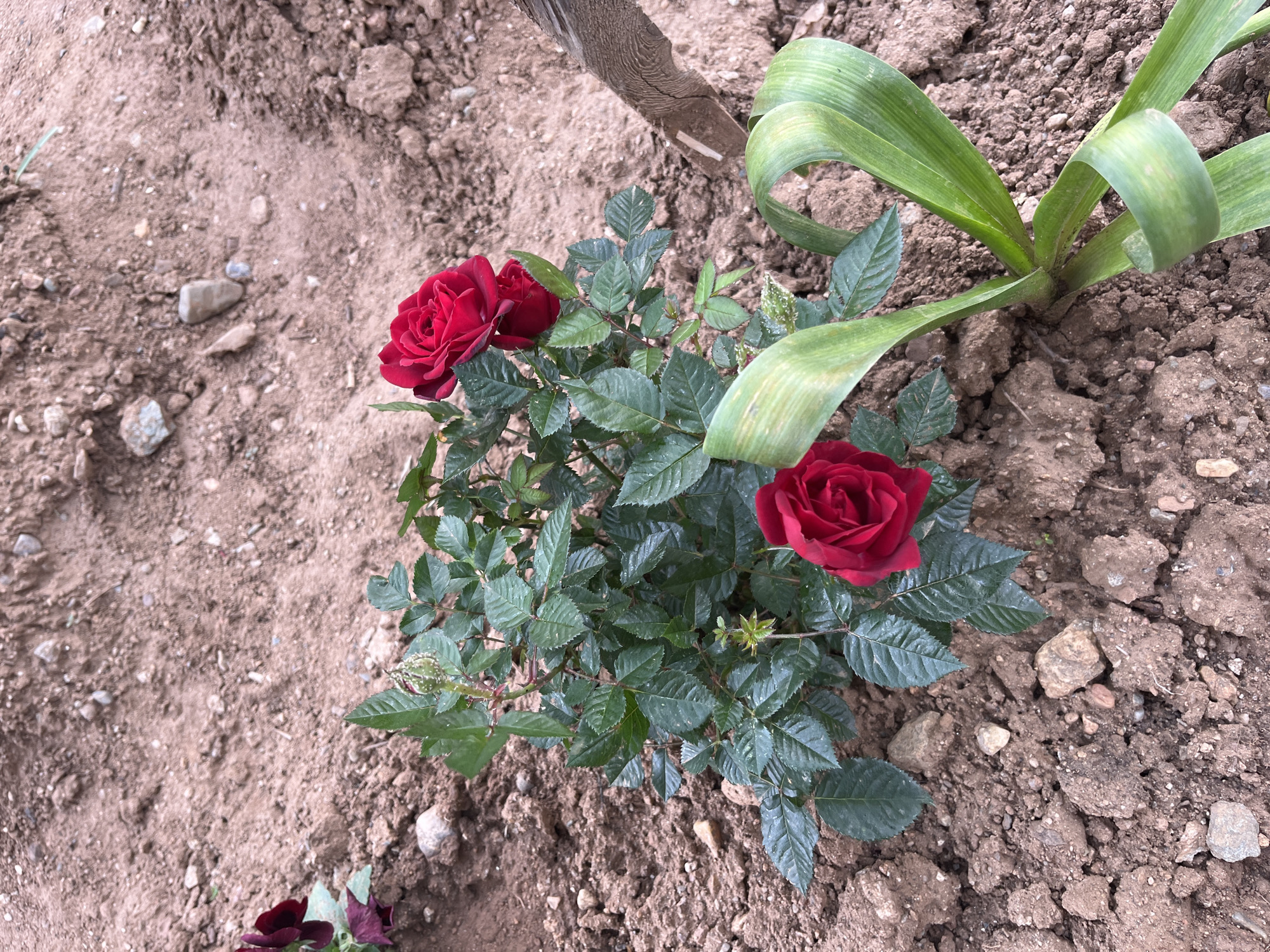 The image shows a small rose bush with two blooming red roses and one unopened bud, planted in reddish-brown soil mixed with small rocks. Next to the rose bush is a plant with broad, green leaves. A piece of weathered wood is partially visible in the background. The soil texture suggests a garden or cultivated area. The location is specified as Pokrovnik, Bulgaria. No people or actions are visible in the image.