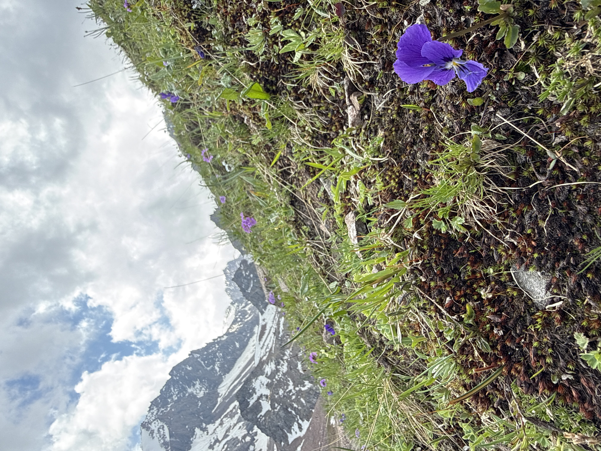 This is a landscape photograph taken in the mountains near Almaty, Kazakhstan. The foreground is dominated by a steep, grassy slope covered in moss and small, purple wildflowers. A single purple pansy is prominently featured in the lower right quadrant of the image. In the background, rugged, snow-capped mountains rise against a cloudy sky. The scene conveys a sense of natural beauty and the harsh, yet vibrant, alpine environment.