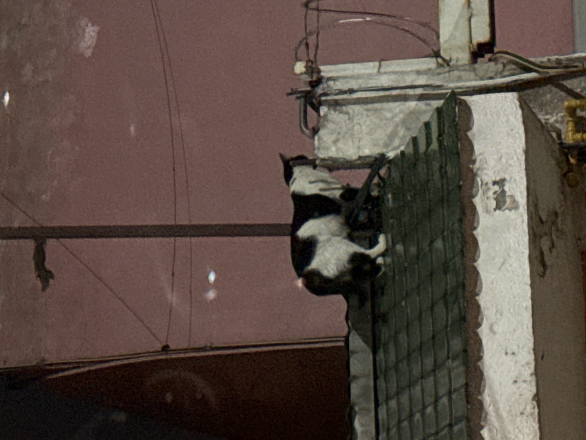 The image captures a black and white piebald cat clinging to the corner of a building in what appears to be an urban or semi-urban setting in Puebla, Mexico. The cat is positioned vertically, with its front paws and body pressed against a dark, textured surface, possibly a metal grille or reinforced concrete, that forms the corner of the structure. Its hind legs are extended downwards, suggesting it is actively climbing or attempting to maintain its grip.
Above the cat, the top edge of the building shows various wires, cables, and what seems to be electrical conduits or a small fixture attached to the facade. The building's surface is light-colored and somewhat weathered, contrasting with the darker corner the cat is on. In the background, a large, plain wall with a muted reddish-brown hue fills most of the left side of the frame. This background wall has some faint lighter marks and specks. The overall lighting is dim and diffused, hinting at low-light conditions such as dusk, nighttime, or an overcast day, and the image exhibits noticeable grain. No people are visible, and there is no discernible text within the frame.