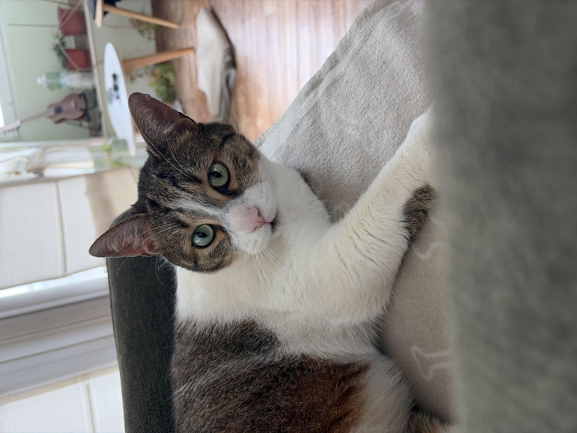A cat with brown and white fur and green eyes is lying on a light-colored cushioned chair. The cat is facing the camera, with its right paw extended. Behind the cat, a window provides natural light. In the background, there's a glimpse of a wooden floor, a shelf with plants, and a ukulele. The scene is indoors. Location is unknown.