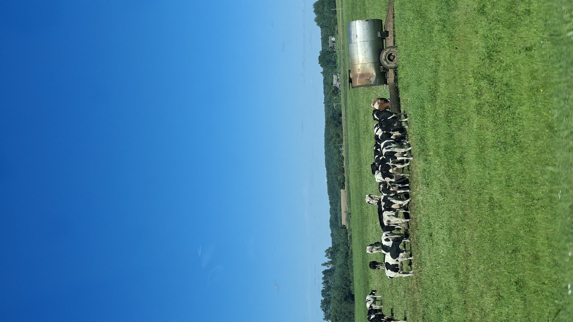 In a wide, sunlit green pasture under a clear blue sky, a herd of black and white dairy cows grazes in a field. The cows are clustered together, with some facing the viewer and others with their backs turned. To the right of the herd, a large, weathered metal tank sits on a trailer, likely used for water or feed. In the background, a line of dense green trees forms the horizon, with glimpses of scattered houses and fields behind them, suggesting a rural setting. The overall scene depicts a peaceful agricultural landscape in the vicinity of Юнькаўскі сельскі Савет, Belarus.