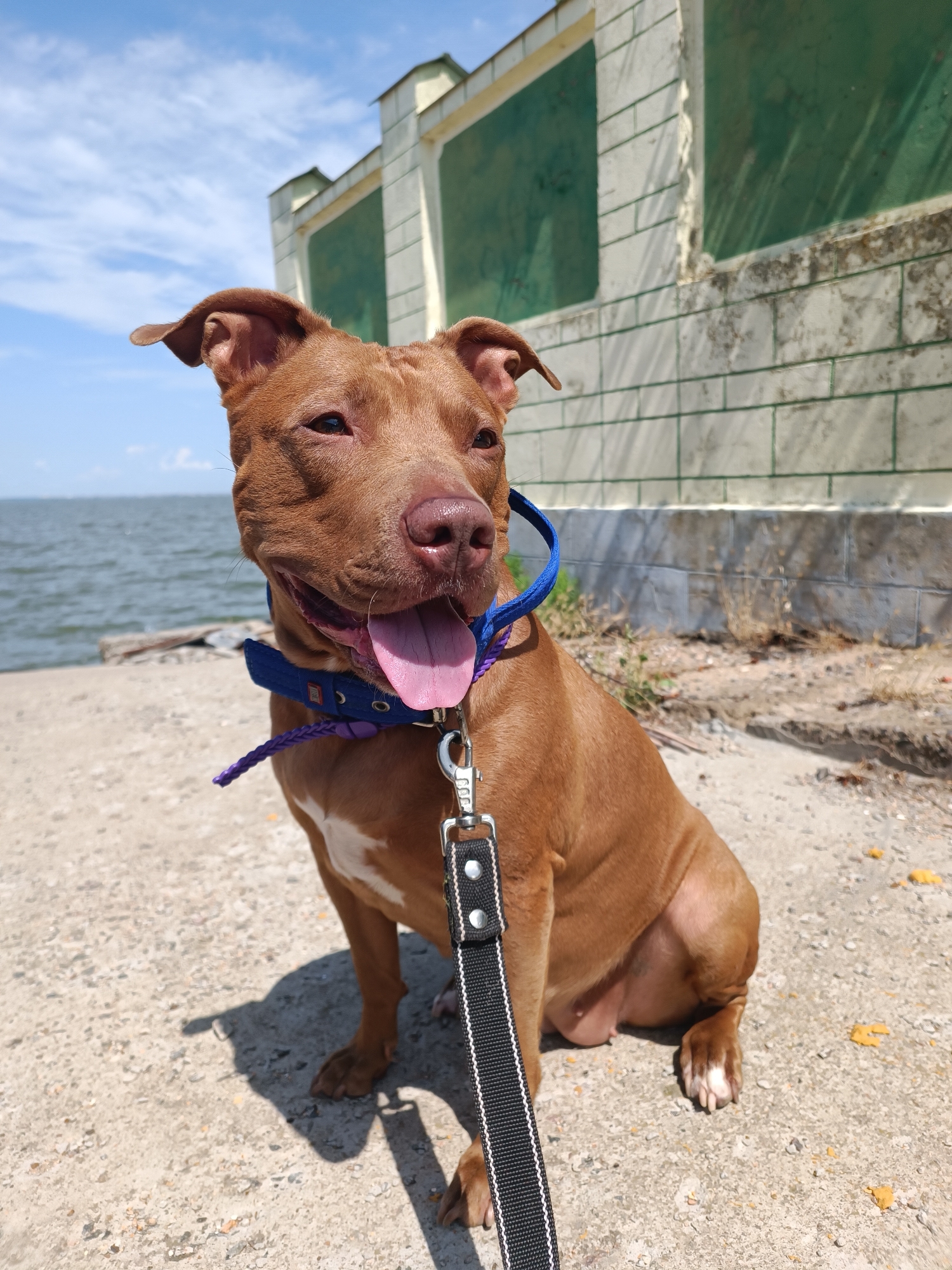 A brown pitbull dog is sitting on a concrete surface next to a body of water, with a building in the background. The dog is wearing a blue collar and a leash. The sky is blue with some clouds. The building appears to be an old, possibly abandoned structure with green panels. The location is identified as Zatoka, Ukraine.