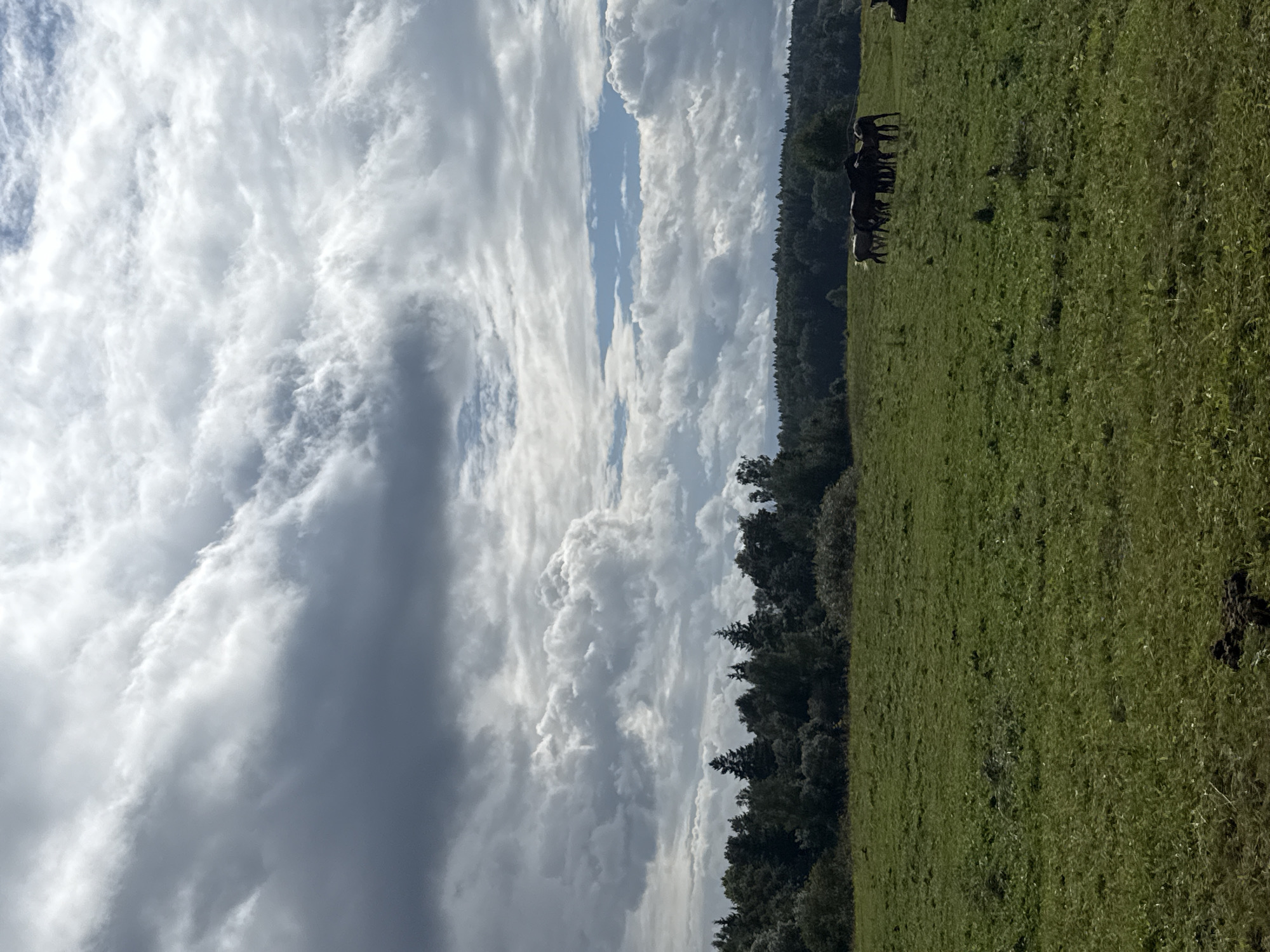 The image depicts a wide, green, grassy field with a dense line of dark green trees forming a horizon in the distance. A herd of dark-colored horses is visible grazing in the field, positioned to the right of center. The sky above is filled with dramatic, heavy grey and white clouds, with patches of blue sky peeking through in some areas. The overall scene suggests a rural or semi-rural natural landscape. The location is the city of Putiniškės, Lithuania.
