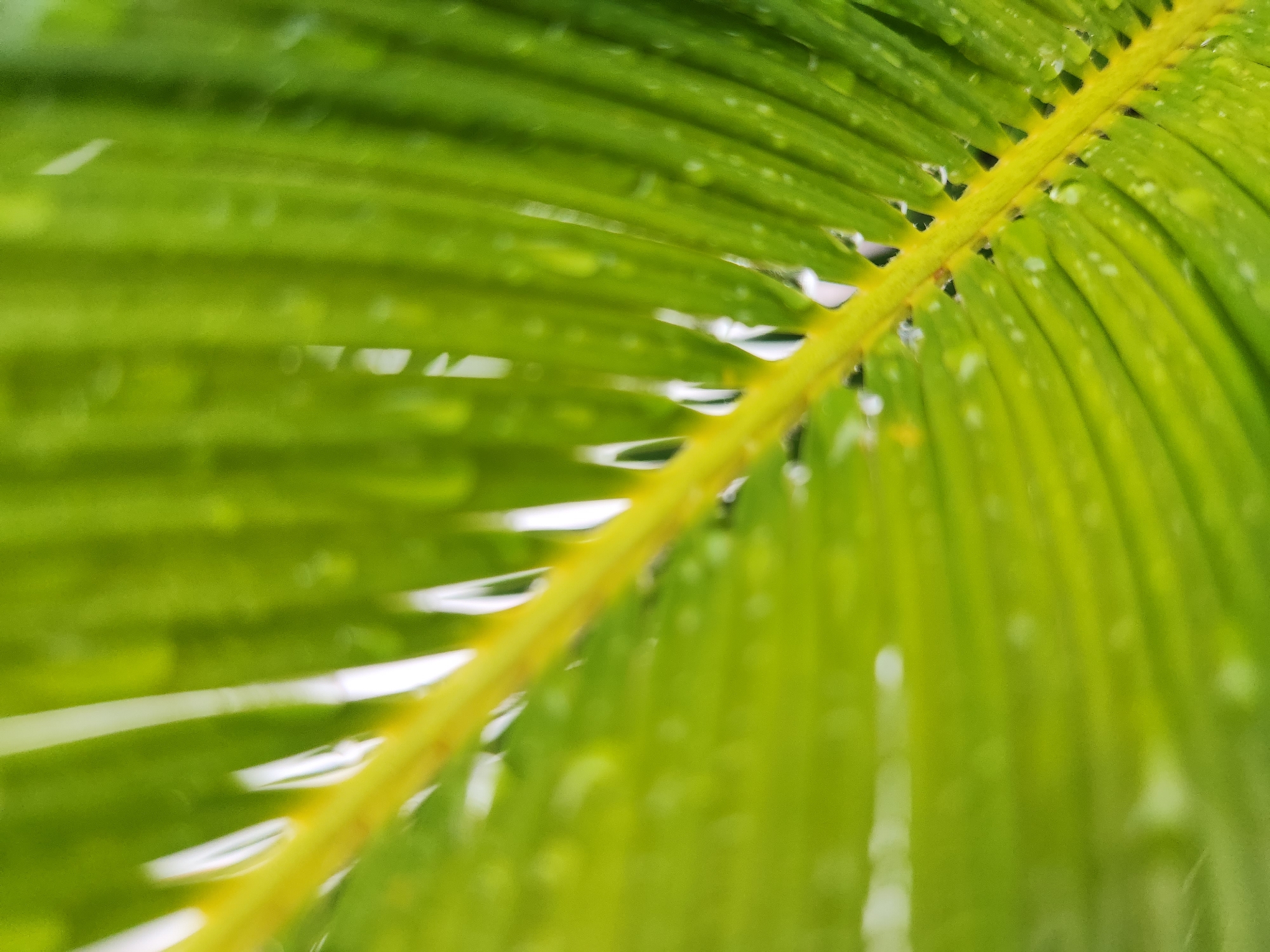 A close-up, blurred shot focuses on a bright green palm frond after a rain shower. Water droplets cling to the waxy surface of the leaf and the yellow central stem. The frond is angled from the lower left to the upper right of the frame. The background is an out-of-focus wash of green. The specific location in Maitland, United States of America cannot be determined from the image alone.