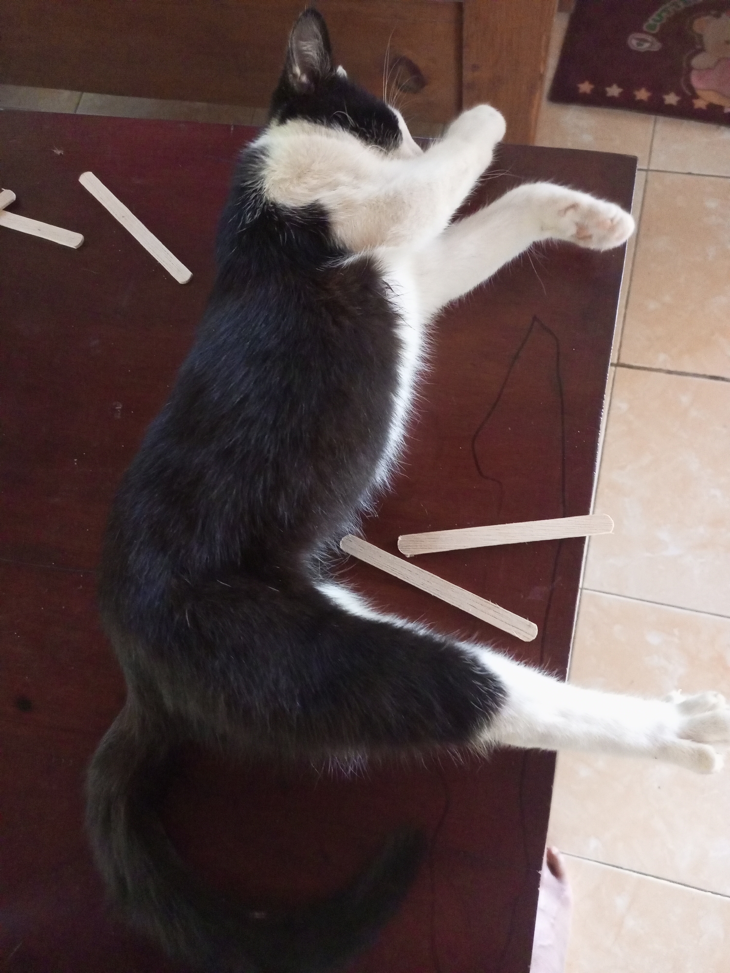 In Jatipurno, Indonesia, a black and white cat is lying on its side on a dark brown table. The cat is stretched out, with its paws extended. Several wooden craft sticks are scattered on the table around the cat. The table appears to be in a room with tiled flooring and a wooden cabinet in the background.