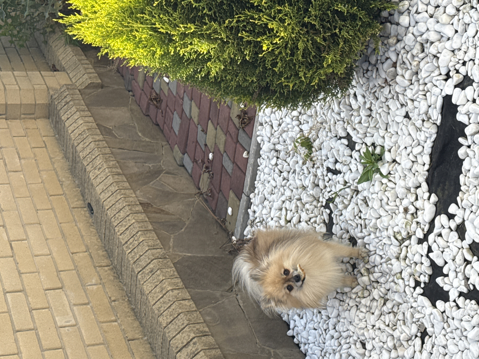 This media file depicts a Pomeranian dog sitting on a bed of white decorative stones. The dog is small and fluffy, with tan and cream-colored fur, and is looking directly at the camera with a curious expression. Its ears are perked up, and its eyes are dark and alert. A small piece of straw or plant material is caught in its mouth.
The setting appears to be an outdoor garden or courtyard. To the left of the stones, there is a pathway made of light brown rectangular paving stones, bordered by a decorative stone edge with a zigzag pattern. Beyond the paving stones, a stone path with irregularly shaped stones is visible. To the right of the dog and the white stones, there is a dark material, possibly landscape fabric, and a small green plant. Behind the white stones, a section of patterned paving, with alternating red, gray, and yellow diamond-shaped bricks, is visible. A dense, vibrant green shrub with fine foliage hangs over the paving and the white stones, suggesting it is daytime with ample sunlight, casting highlights on the leaves.
The scene is likely a residential outdoor area in Horbanivka, Ukraine. The presence of decorative landscaping suggests a well-maintained garden. No text is visible in the image. The overall mood is peaceful and domestic, with the dog being the clear focus of attention.