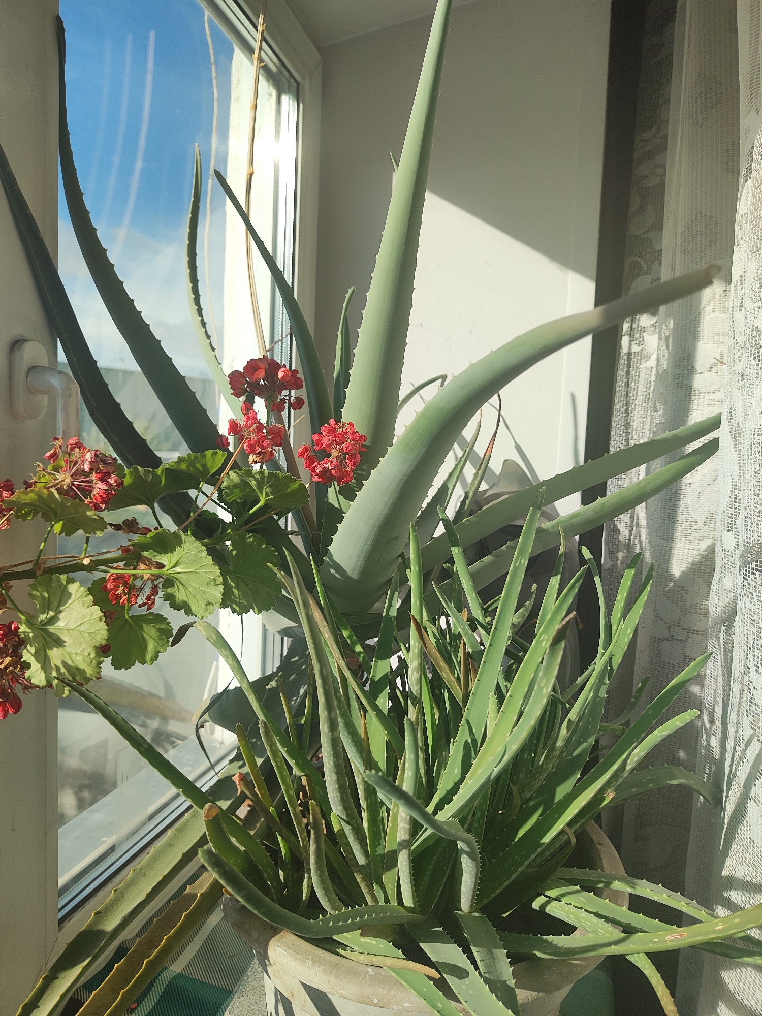 A potted aloe vera plant with a flowering geranium stands on a windowsill. The sky is visible through the window. The location is Unknown, Unknown.