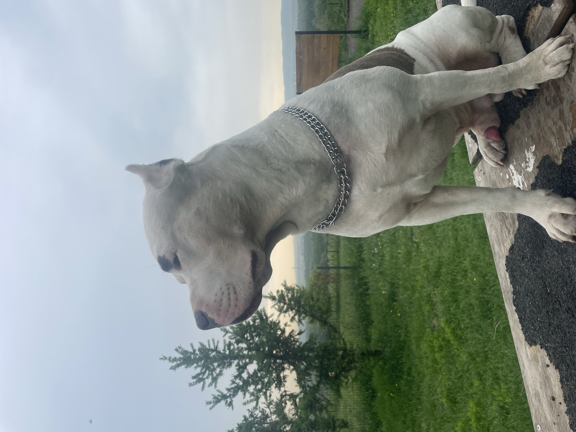 A white pit bull with brown markings on its back sits on a wooden surface outdoors. The dog is wearing a thick silver chain around its neck. The background shows a grassy field with scattered trees and a hazy sky with distant hills. There is a wooden fence and a large wooden structure visible behind the dog. The foreground is a wooden plank with some dark material scattered on it.