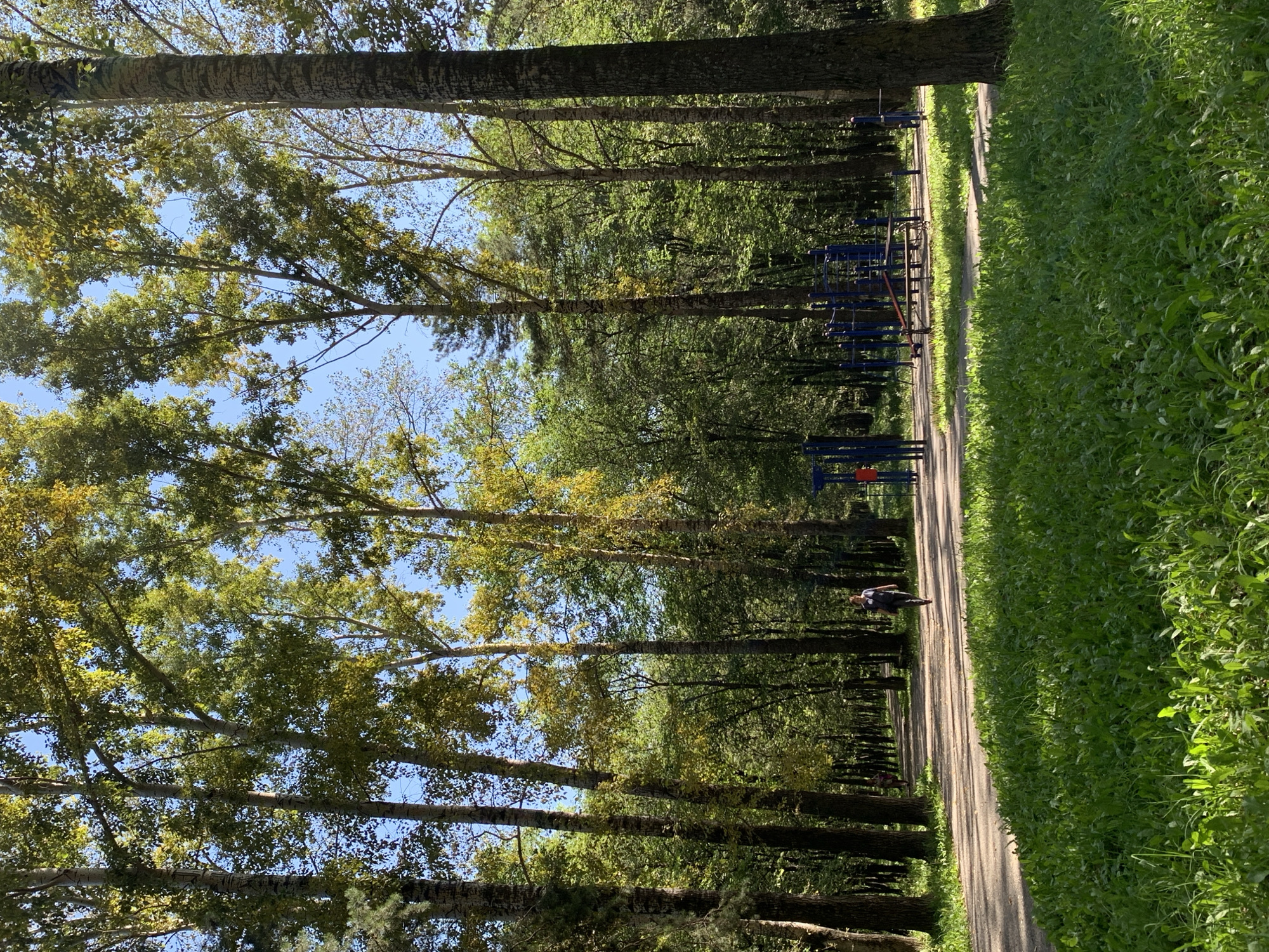 A sunlit park scene features a paved pathway winding through a dense forest of tall trees. In the foreground, a lush green lawn is illuminated by the sun. Further down the path, a person walks away from the camera, and a small group of people are visible in the distance. To the right of the path, there is an outdoor exercise area with blue and red equipment. The sky is clear and blue. The scene is consistent with a public park in Prokopyevsk, Russia, possibly during late summer or early autumn given the mixed foliage colors.