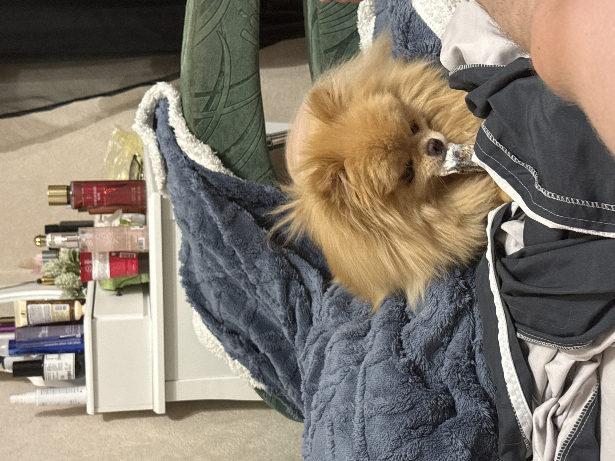 A light brown Pomeranian dog is chewing a bone on a bed. The dog is lying on a blue blanket. In the background, there is a white dresser with various items on top of it, including bottles and jars. The dresser is in a room with beige walls.