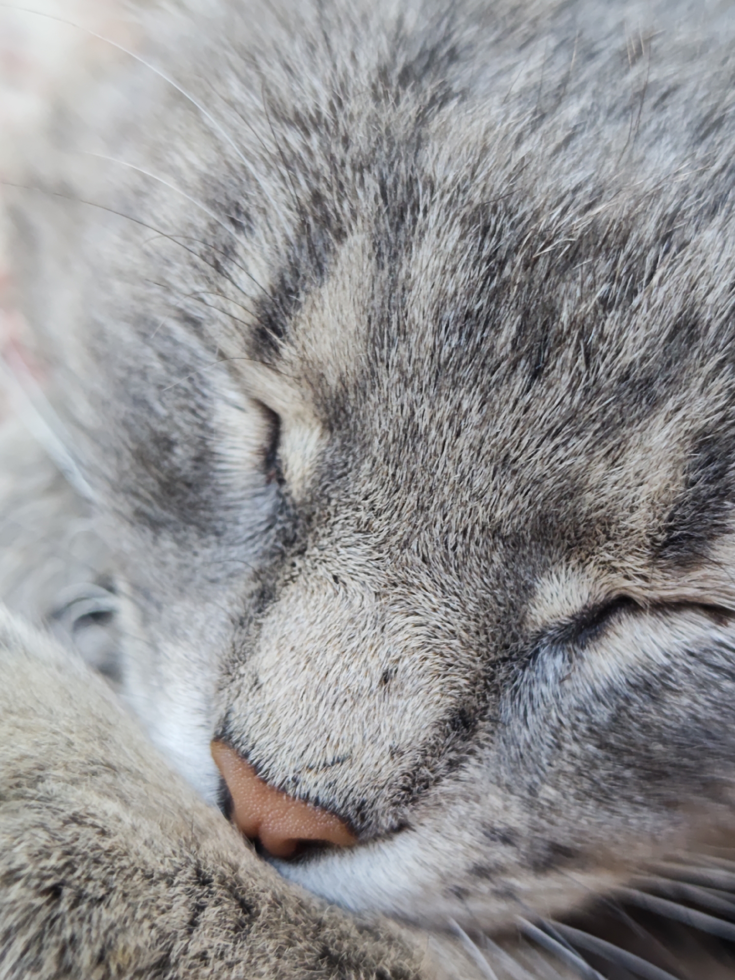 A very close-up, low-angle shot focuses on the sleeping face of a gray tabby cat. The cat's fur is rendered in soft detail, with shades of gray and black creating a striped pattern. Its eyes are closed, and its nose, a light pinkish-orange color, is visible, nestled against its paw. The overall impression is one of peaceful slumber. No specific location in Parkhomivka, Ukraine, is depicted.
