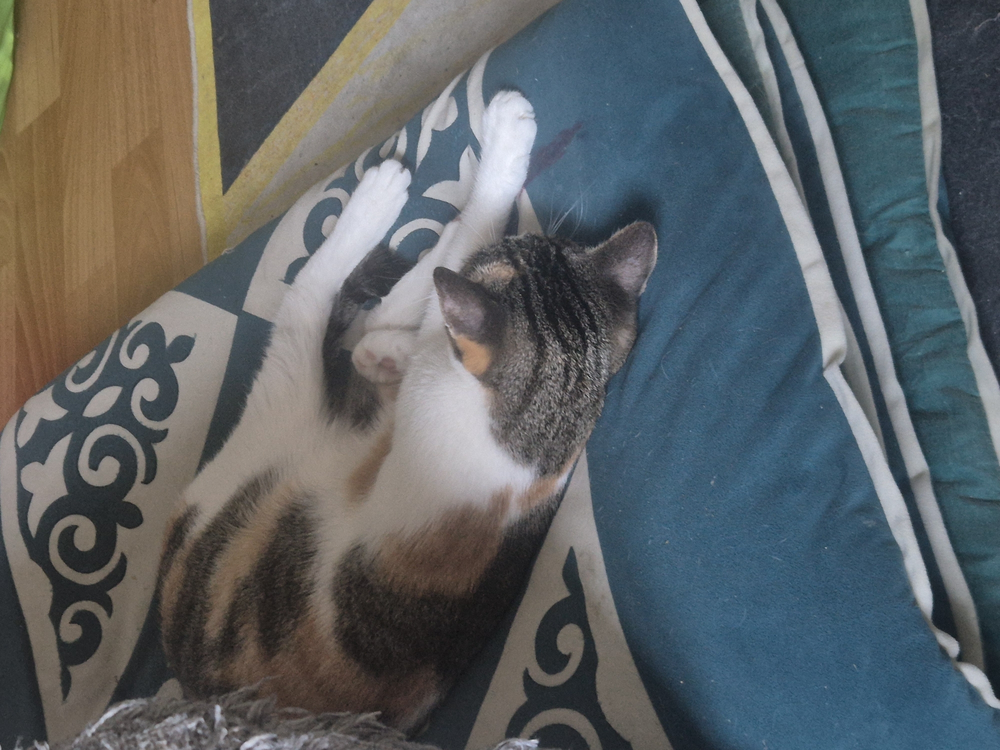 A calico cat is curled up asleep on a patterned pillow. The cat's fur is a mix of white, black, orange, and brown, with distinctive tabby markings on its back and tail. Its eyes are closed, and it appears to be in a deep sleep. The pillow is teal with a white geometric pattern of swirls and diamond shapes. The cat is lying on its back with its paws in the air. In the background, a wooden surface with a yellow stripe and a gray area are visible. The scene appears to be indoors, possibly in a home setting in Kostanay, Kazakhstan. The lighting suggests it could be daytime, but no specific time is evident. The overall mood is peaceful and serene, as the cat is comfortably resting. There is no visible text in the image.