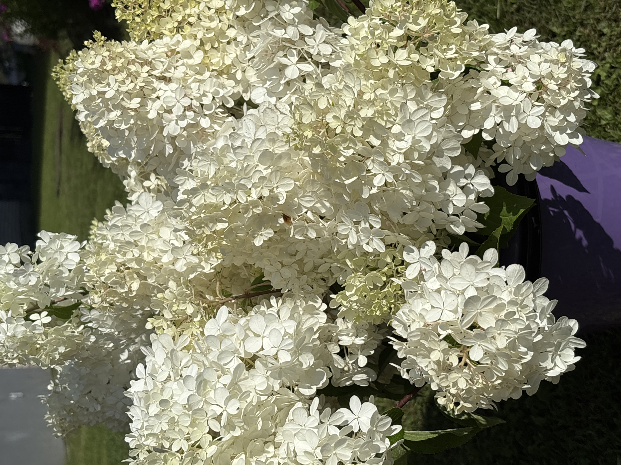 In a sunlit outdoor setting, a large bouquet of white hydrangeas is prominently displayed in a purple vase. The hydrangeas, with their dense clusters of small, delicate flowers, fill the majority of the frame. The background shows a blurred view of green grass and a darker area, possibly indicating shadows or a darker-colored surface. The overall impression is one of natural beauty and floral abundance. No specific location in the city of Кордово, Russia, can be determined from the visual information provided.